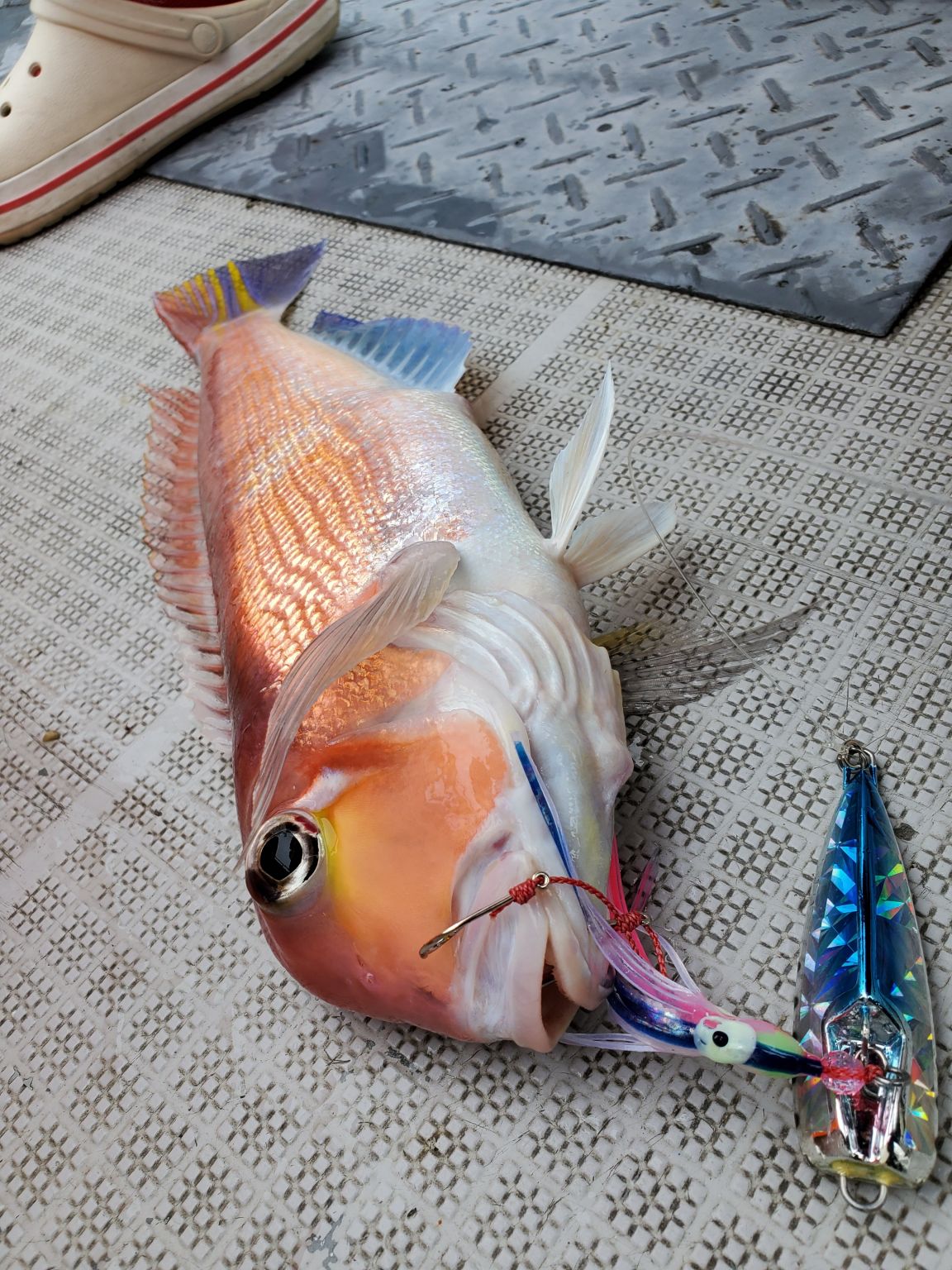 シラスパターンに大苦戦@敦賀  釣り具販売、つり具のブンブン