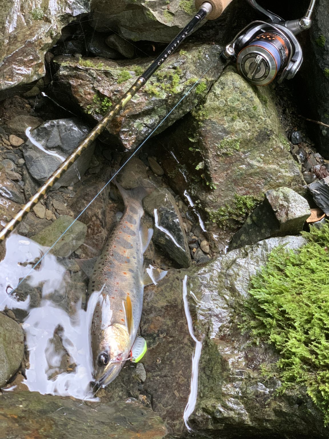 イカリ、渓流始めマス。④梅雨の合間の天魚園