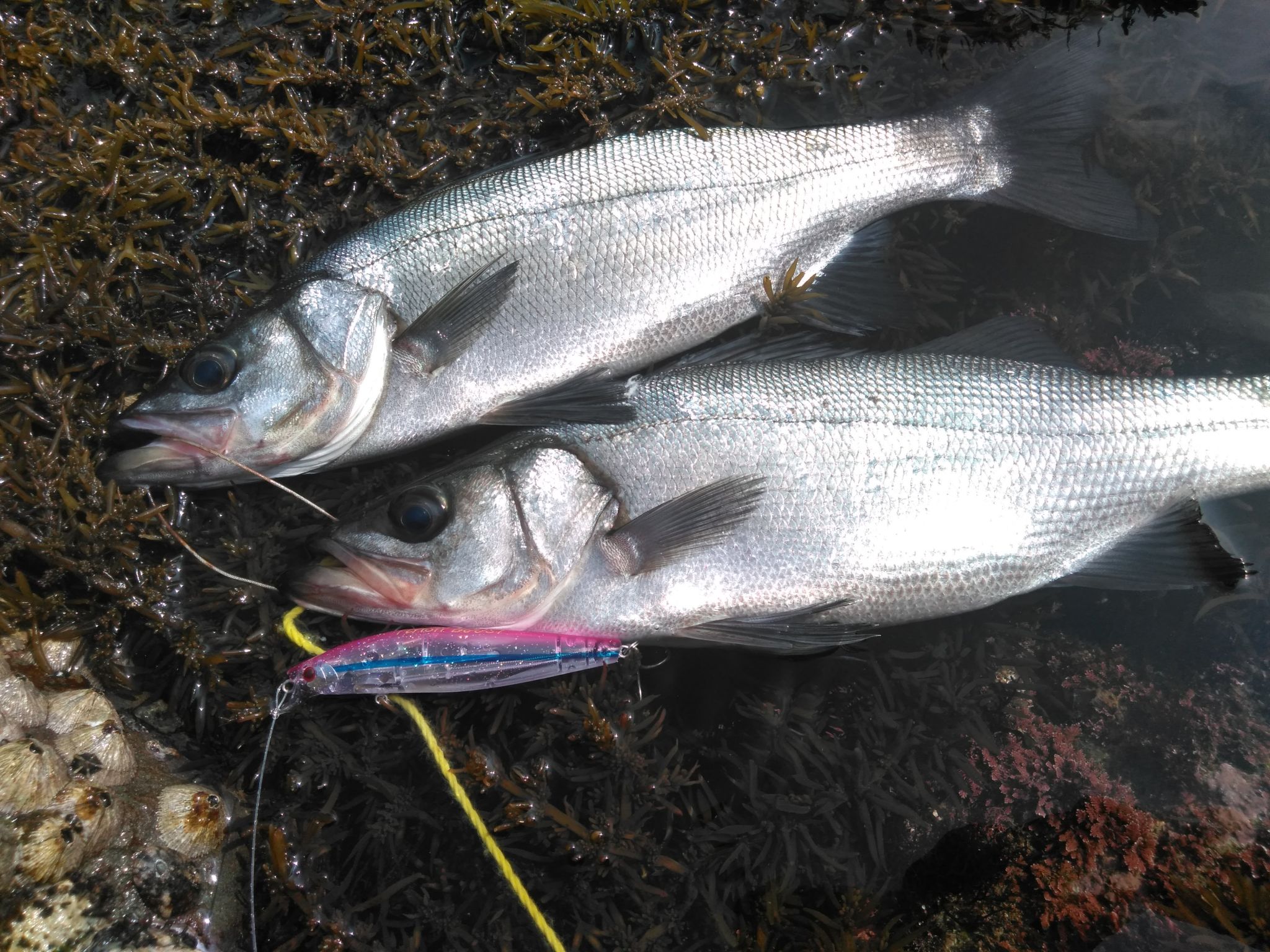 ショアジグ釣行