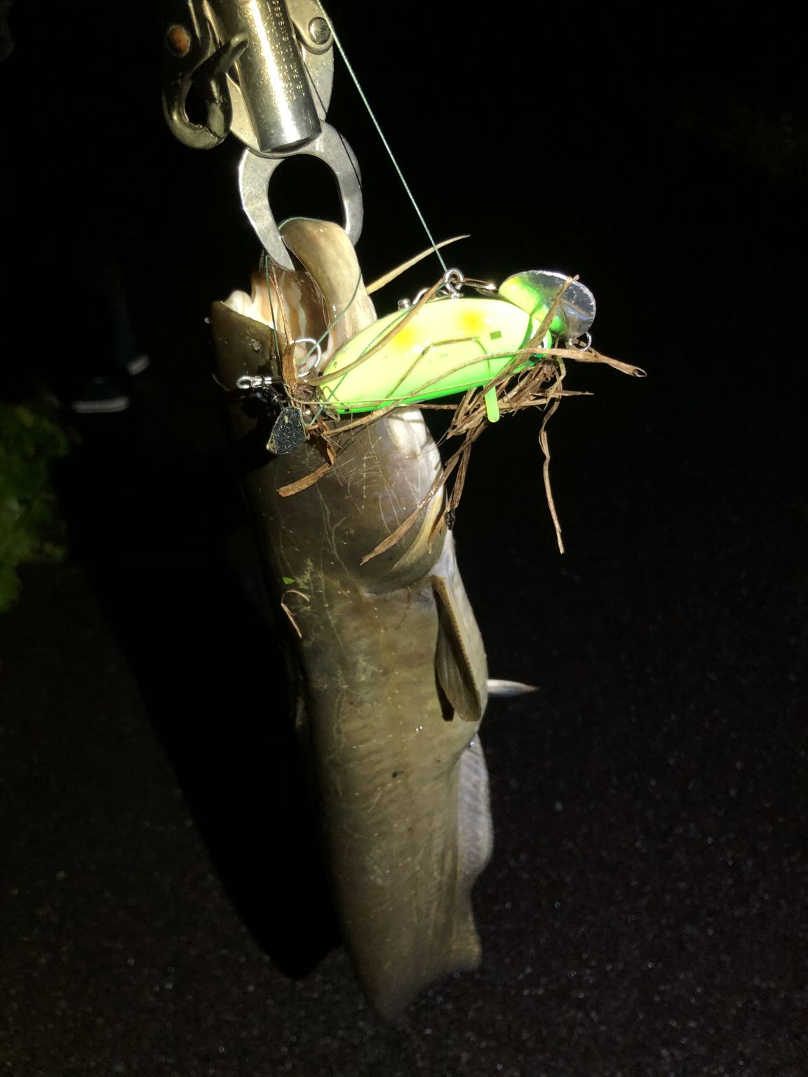 仕事帰りのナマズ釣行