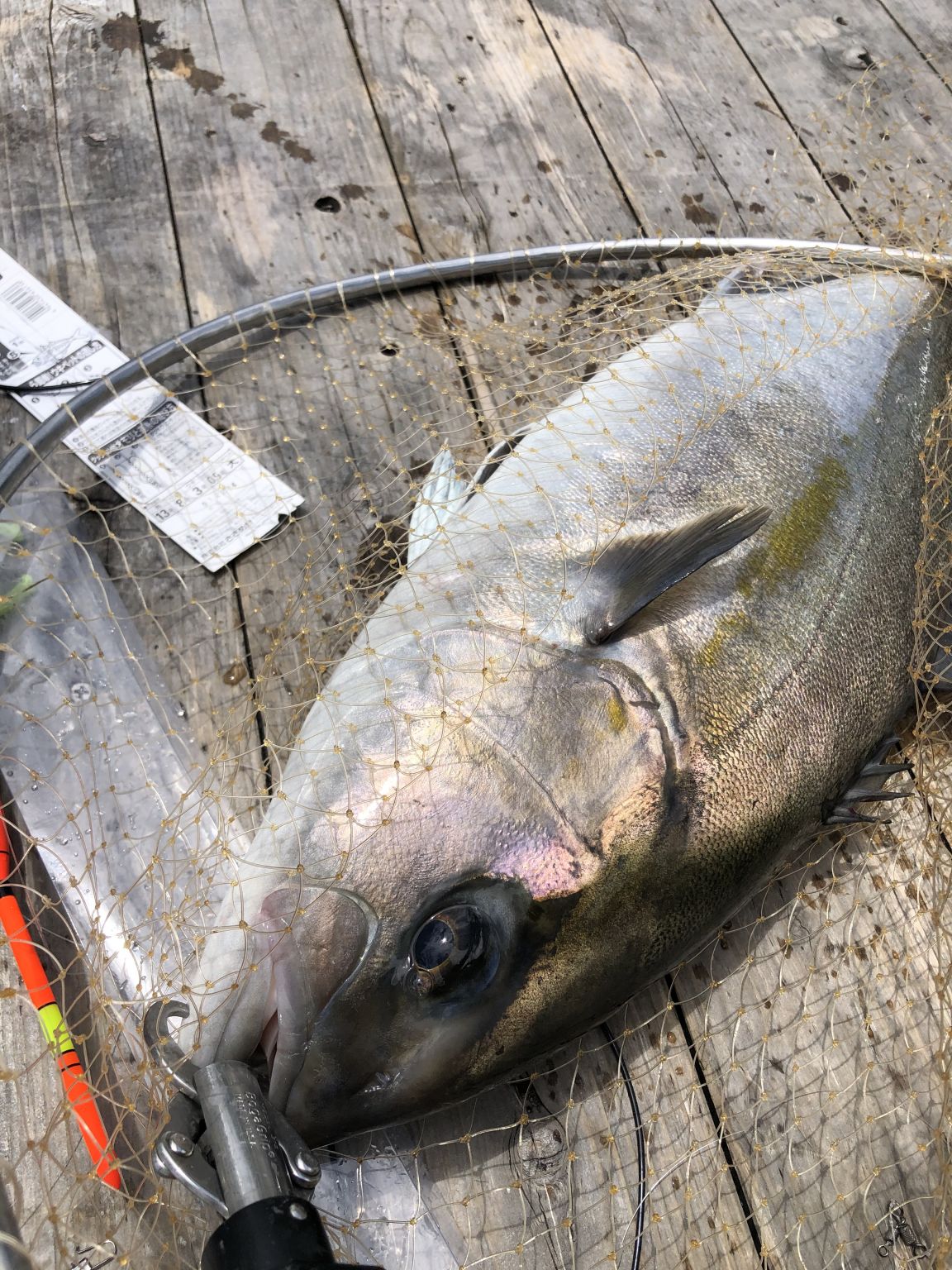 三重県海上釣り堀?