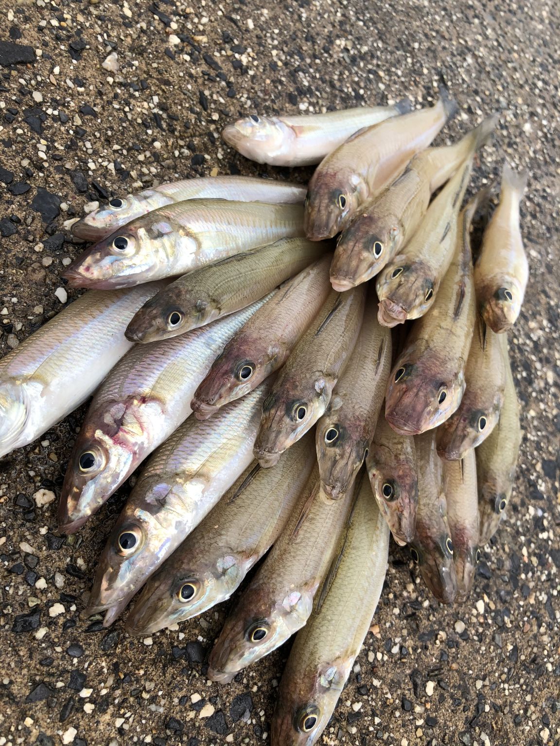 三重にキス釣りに