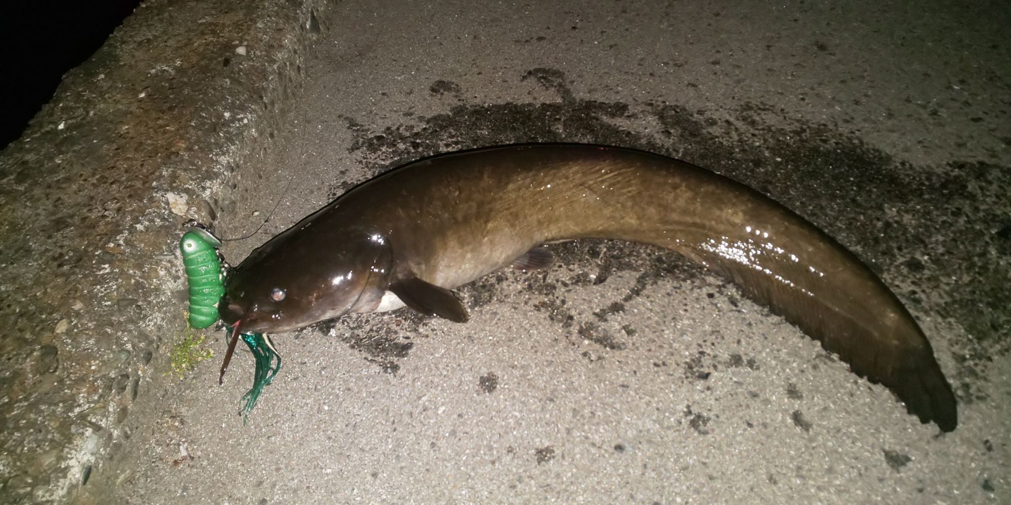 短時間でナマズ釣り