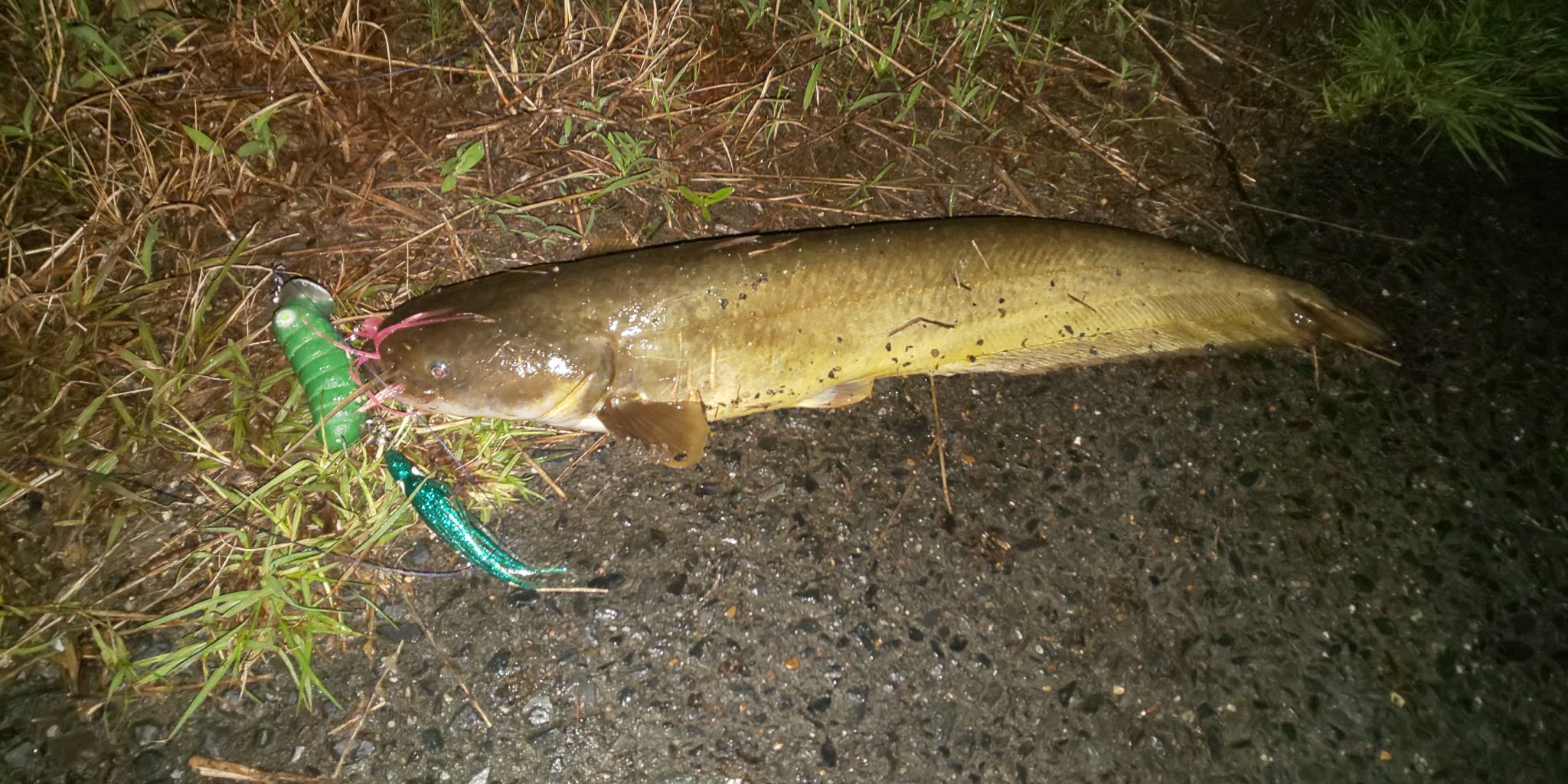 琵琶湖の夜の水路巡り2