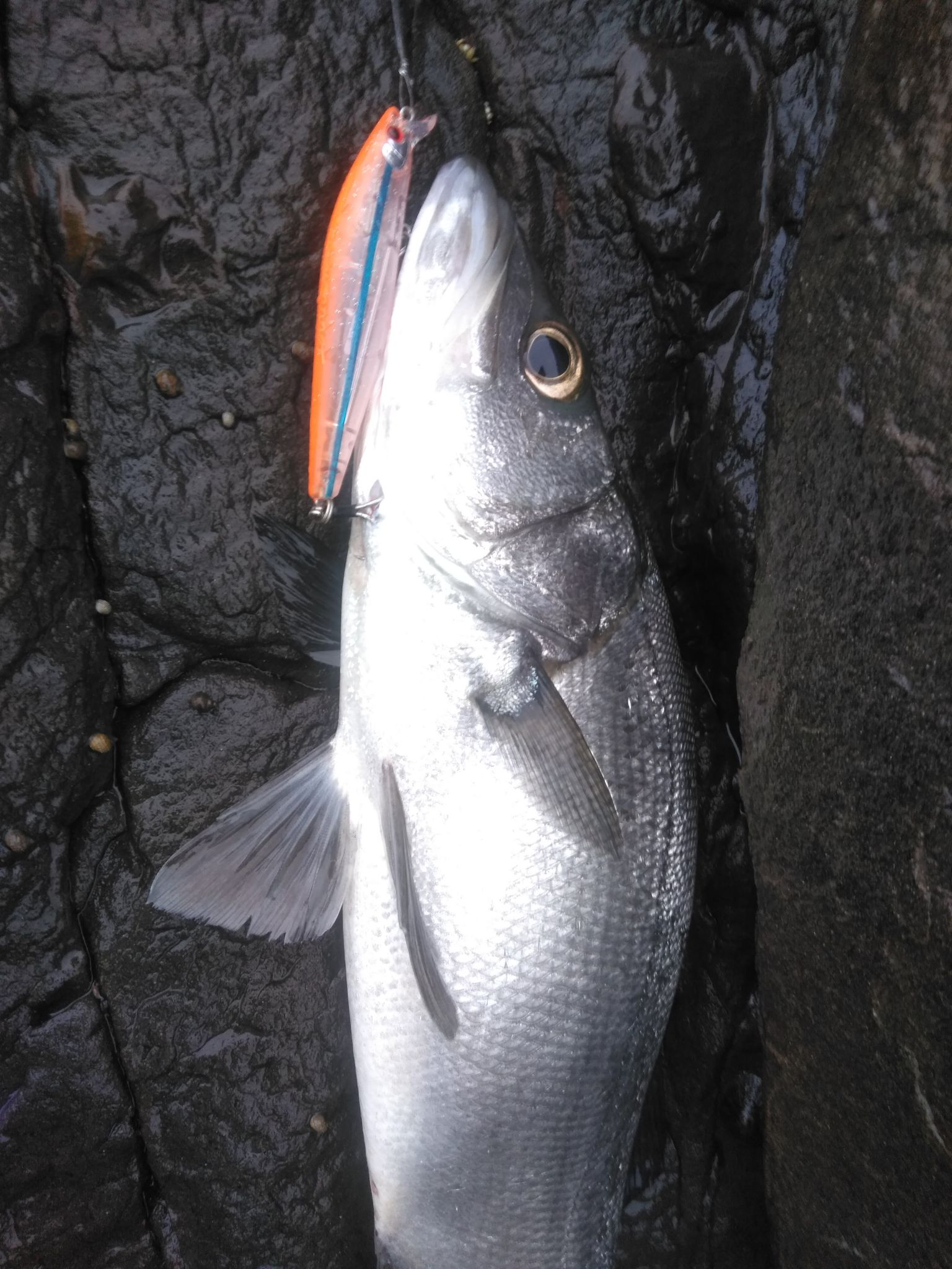 ショアジグ釣行