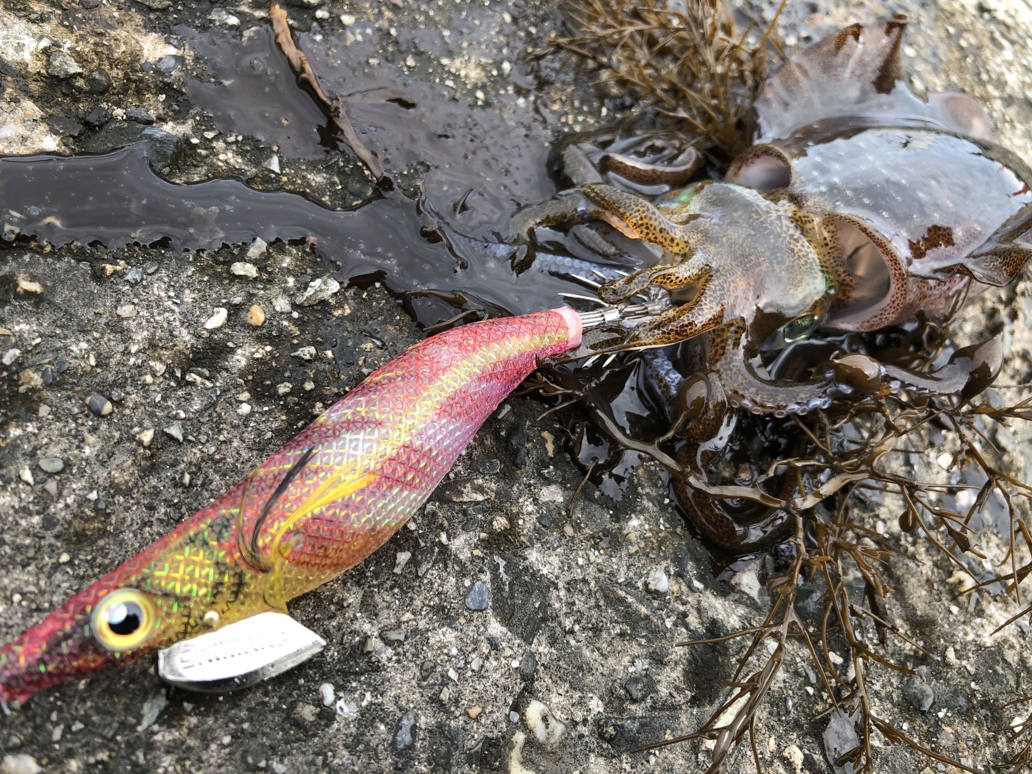 志摩釣行昼の部　なかなか厳しい夏イカエギング