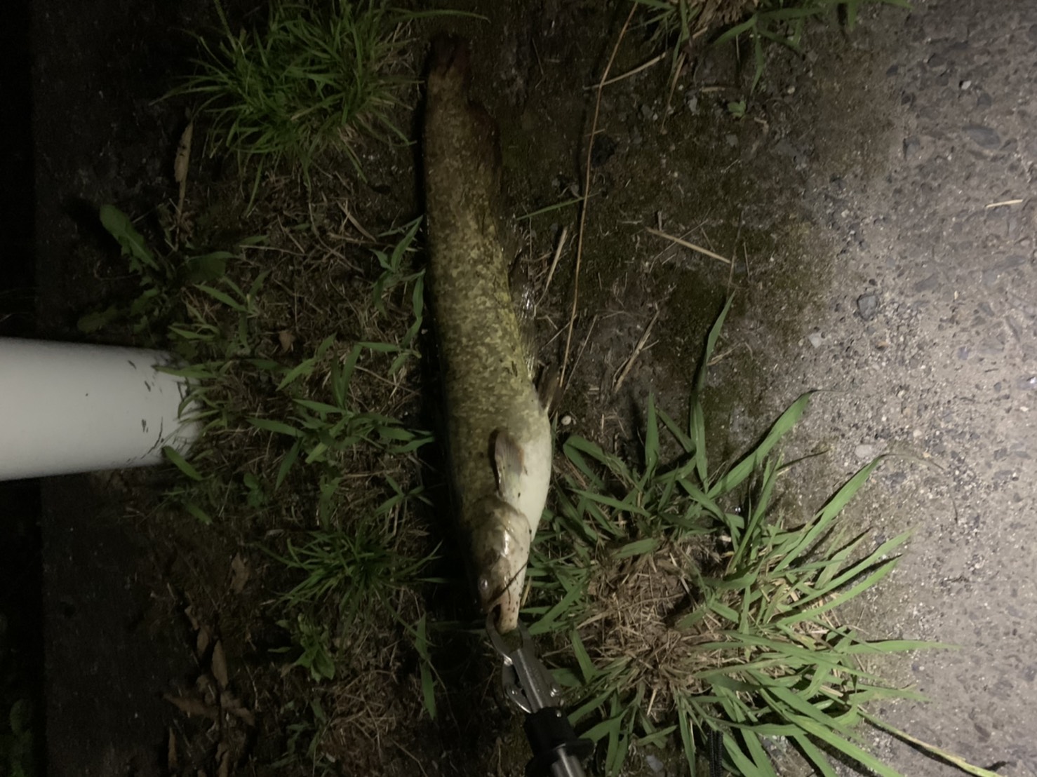 琵琶湖の夜の水路巡り7