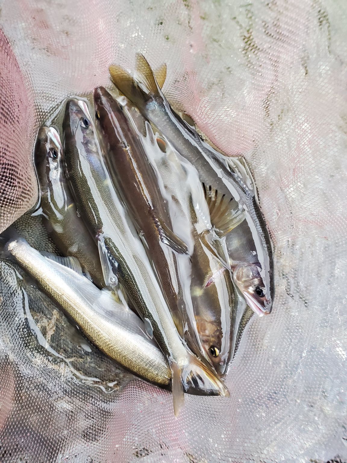 大雨後の鮎釣り！