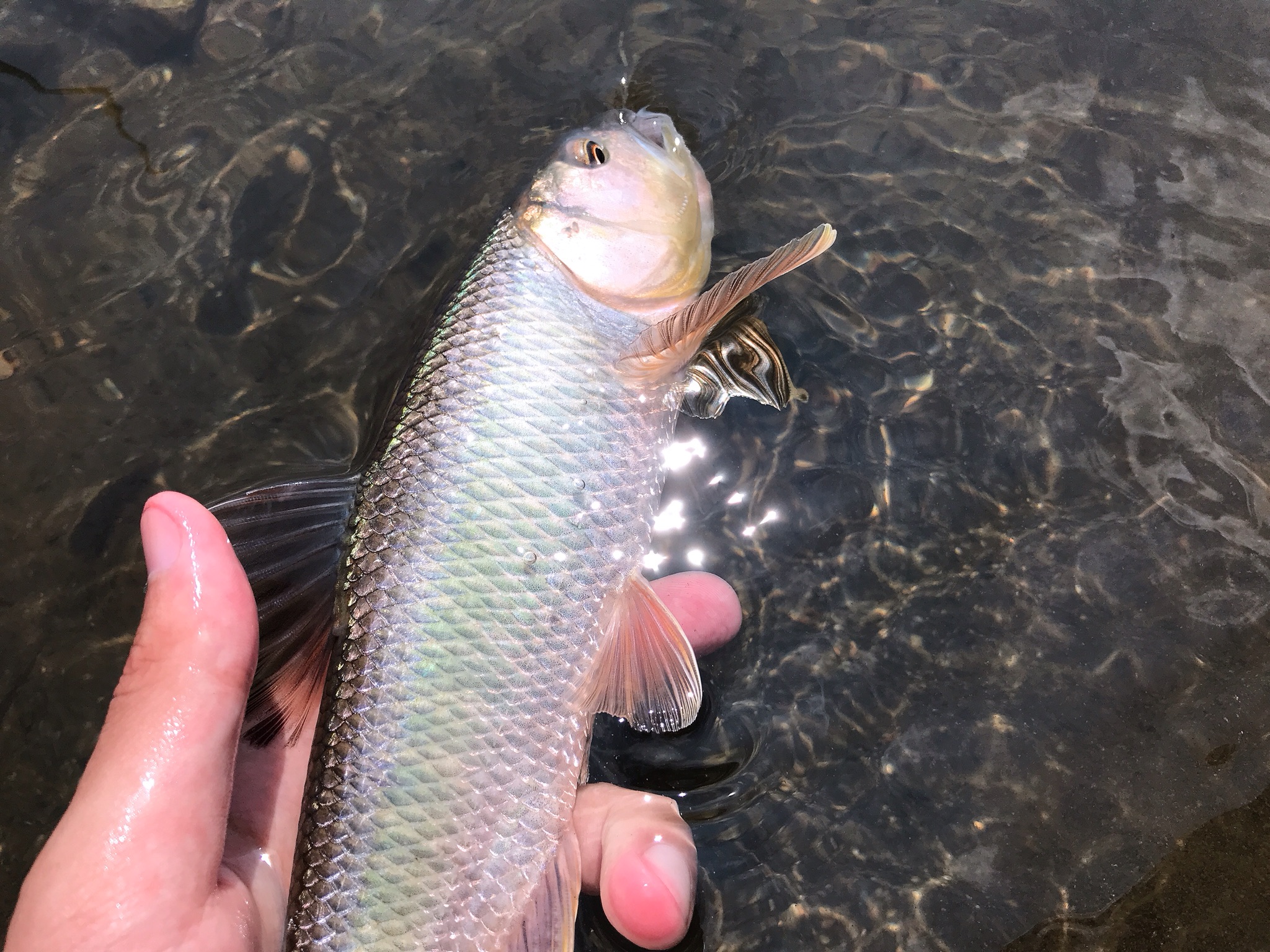 ケタバスを求めて〜07頭打ち〜