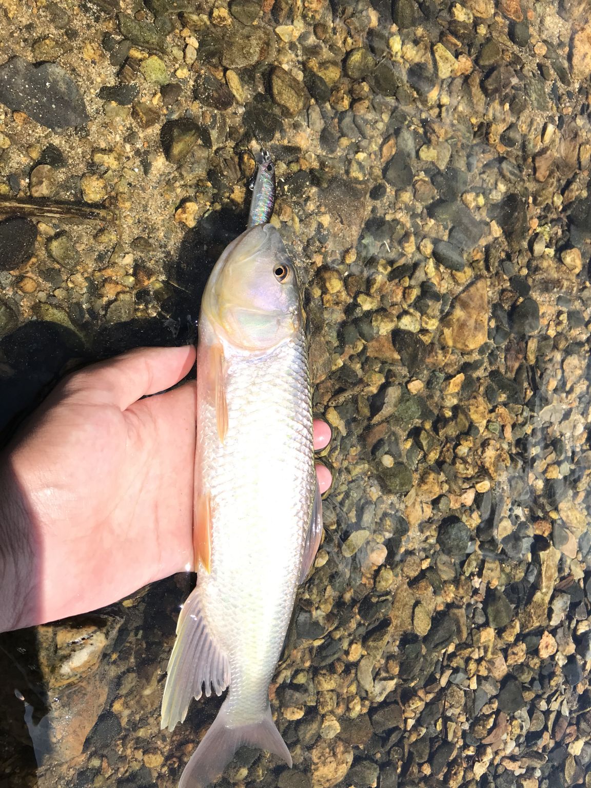 ケタバスを求めて〜14足踏み〜