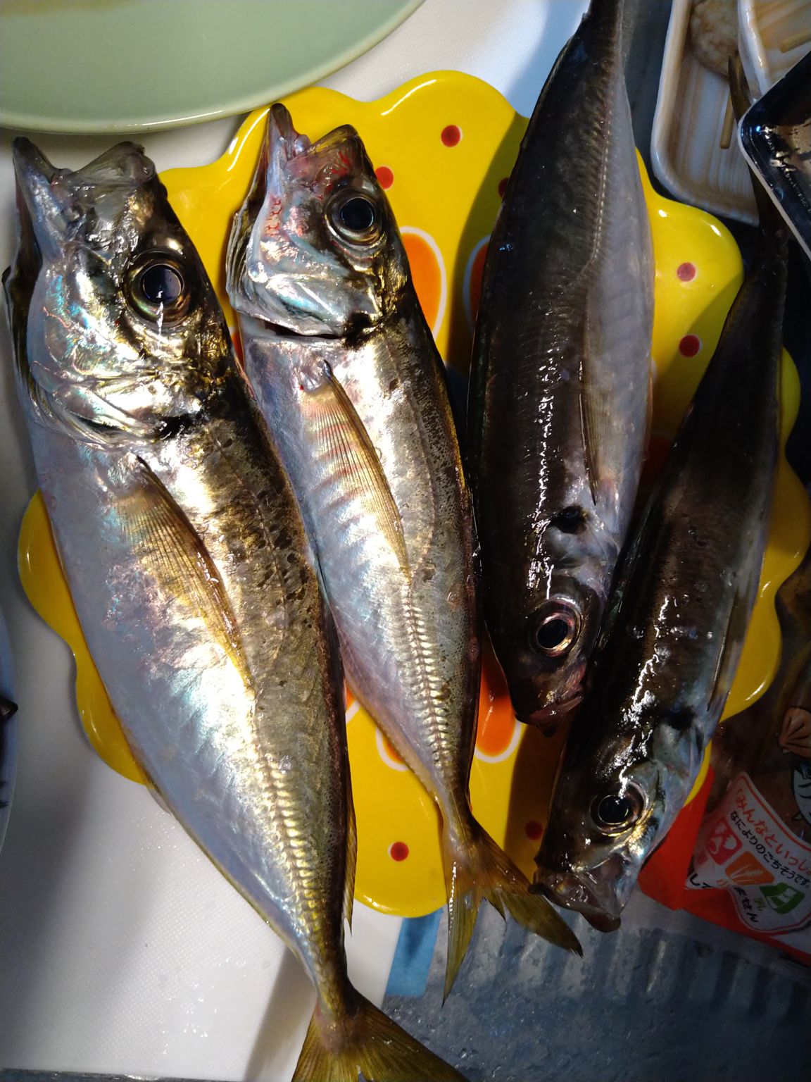 魚釣り公園でサビキ