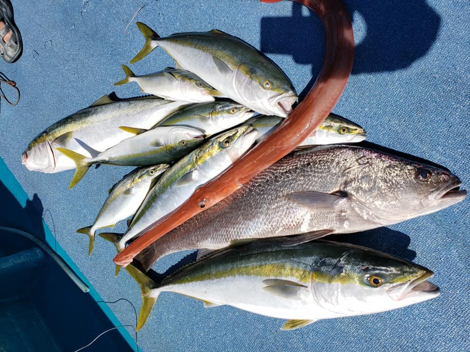 和歌山落とし込み釣り