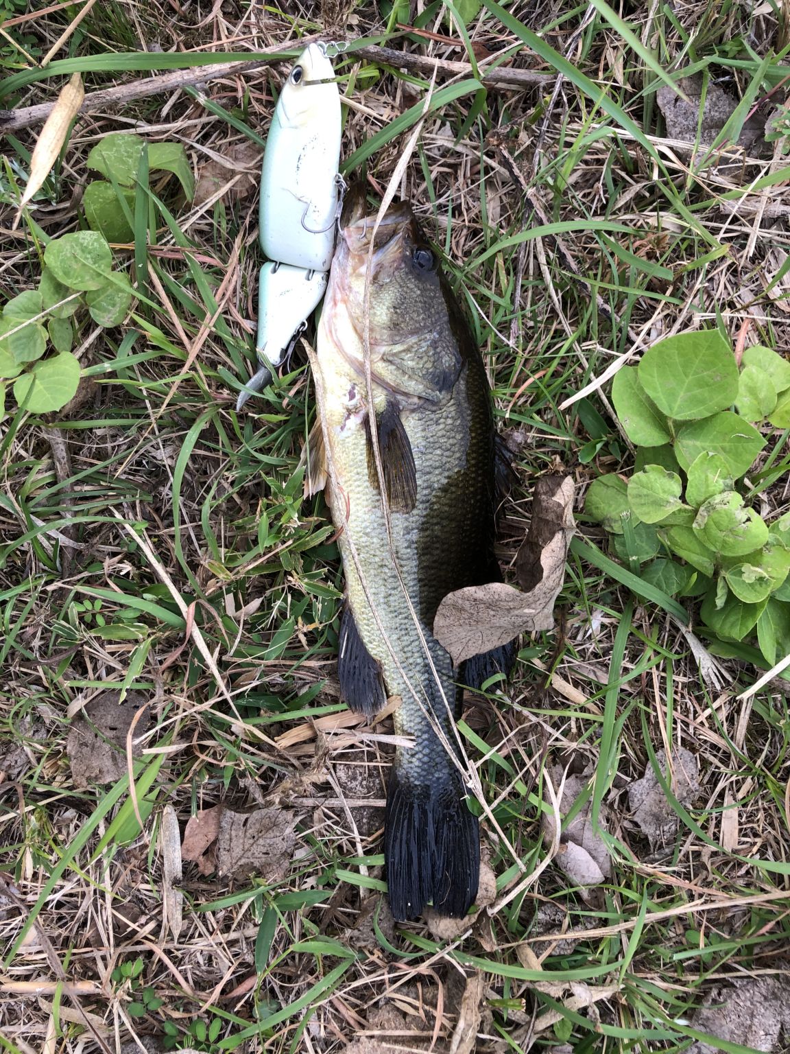 野池バス釣り