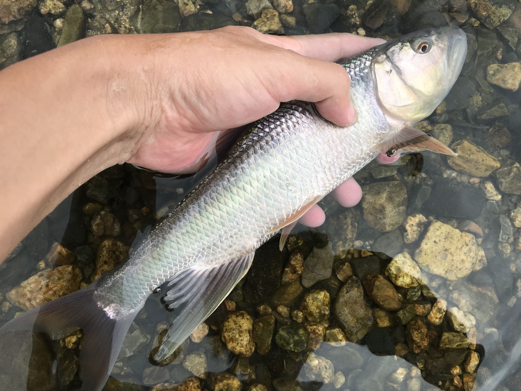 ケタバスを求めて〜20エキシビション〜