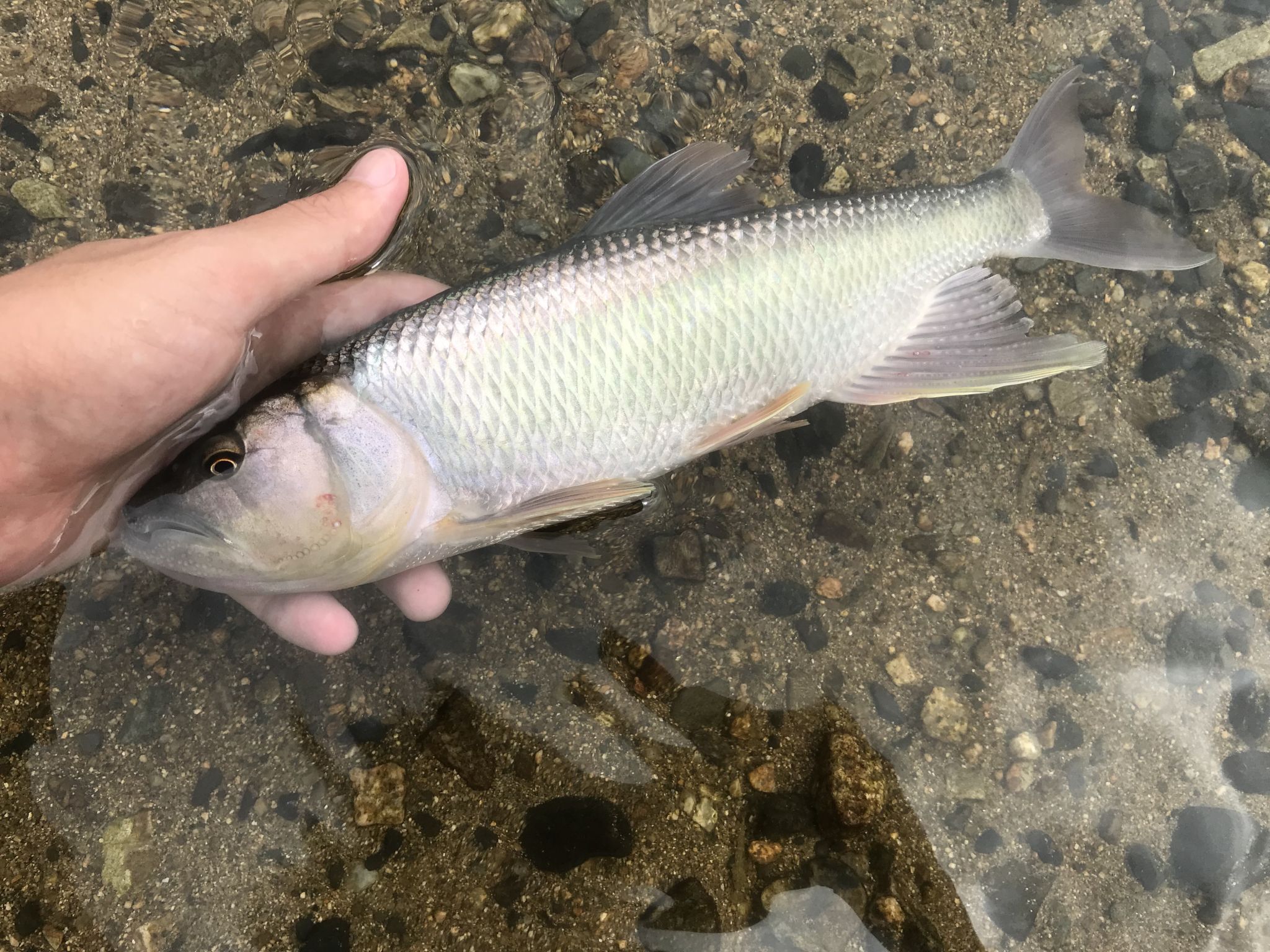 ケタバスを求めて〜29最後〜