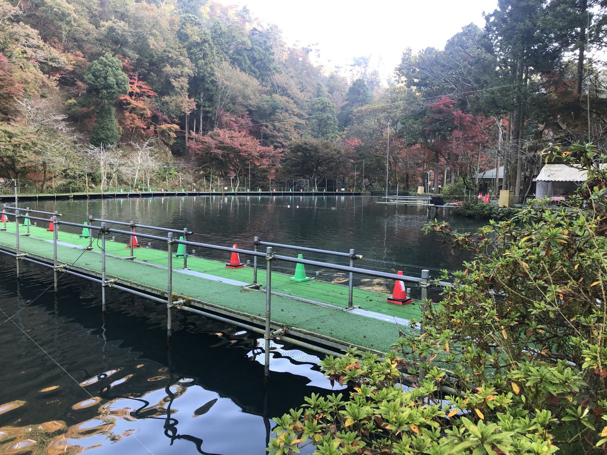 久しぶりに醒井養鱒場に行ってきました。