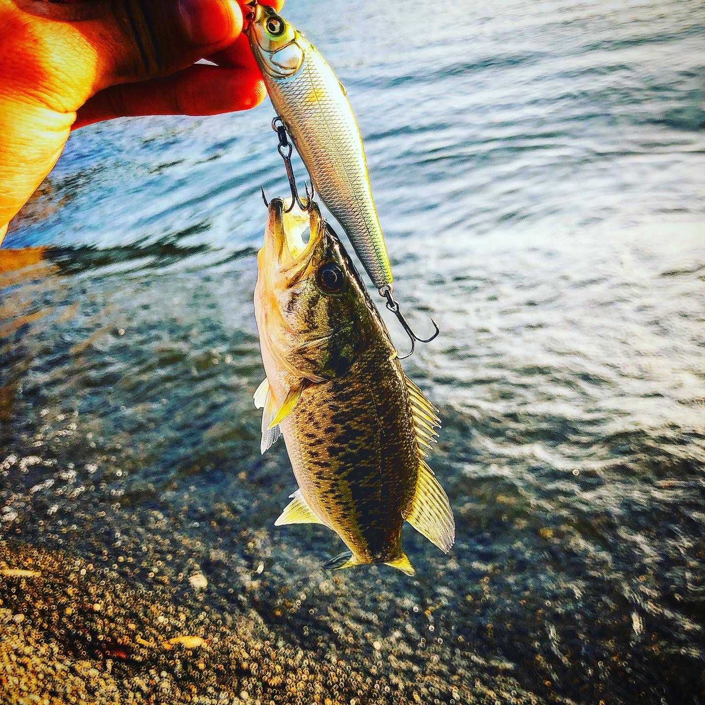 癒しを求めて～琵琶湖バス釣行