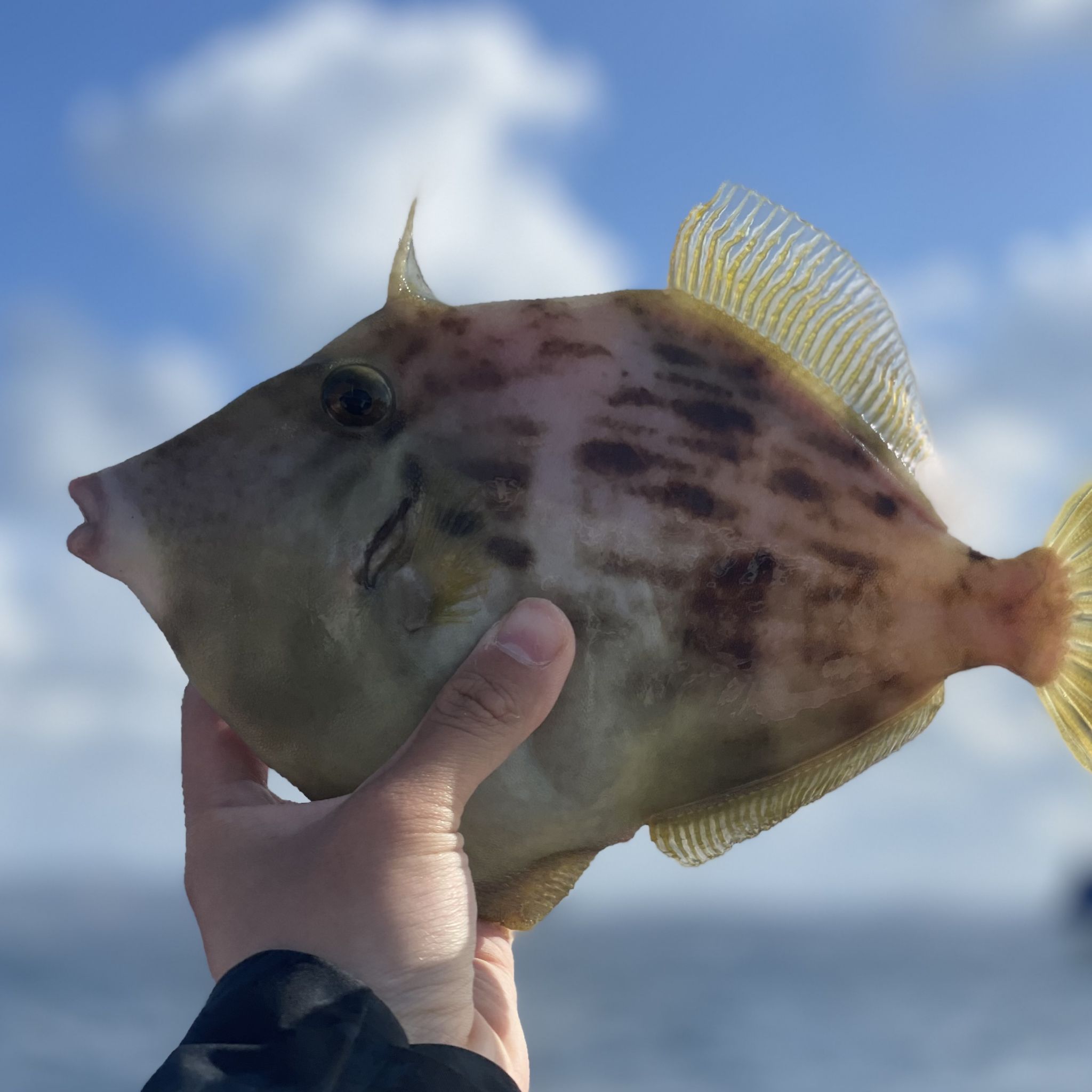 カワハギの沼 カワハギ釣りの醍醐味！