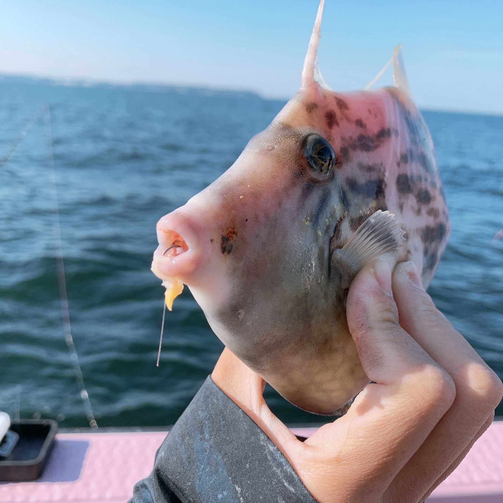 カワハギの沼 絶賛どハマり中！