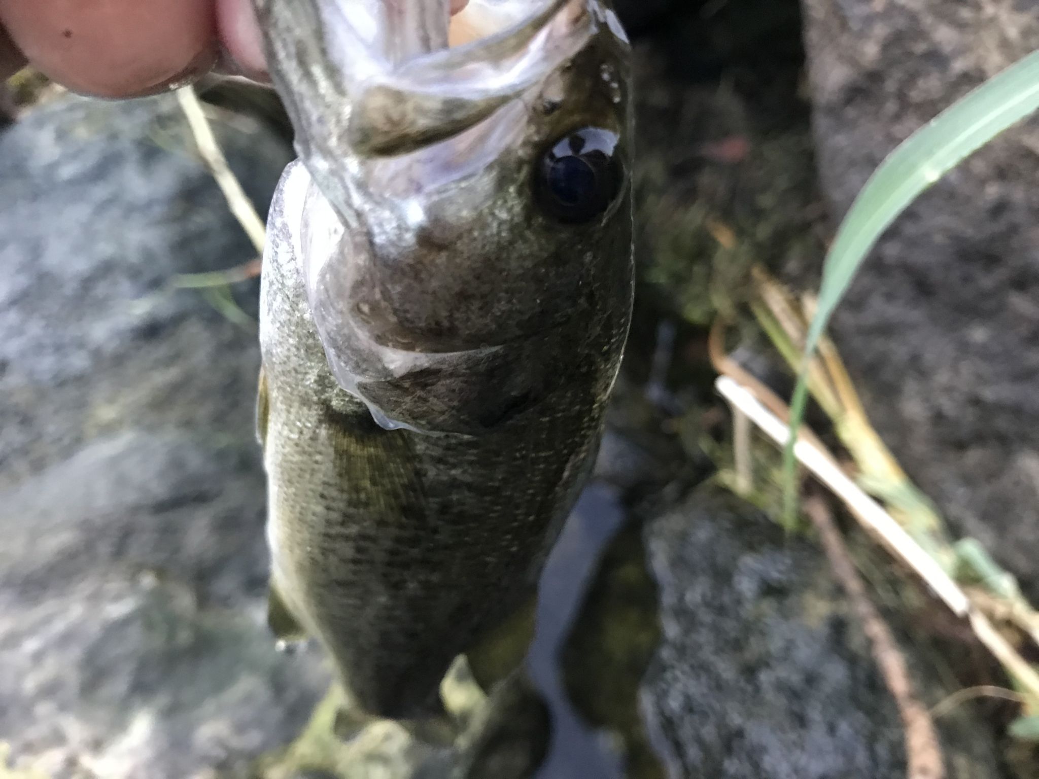 今日も今日とて釣り釣り釣り