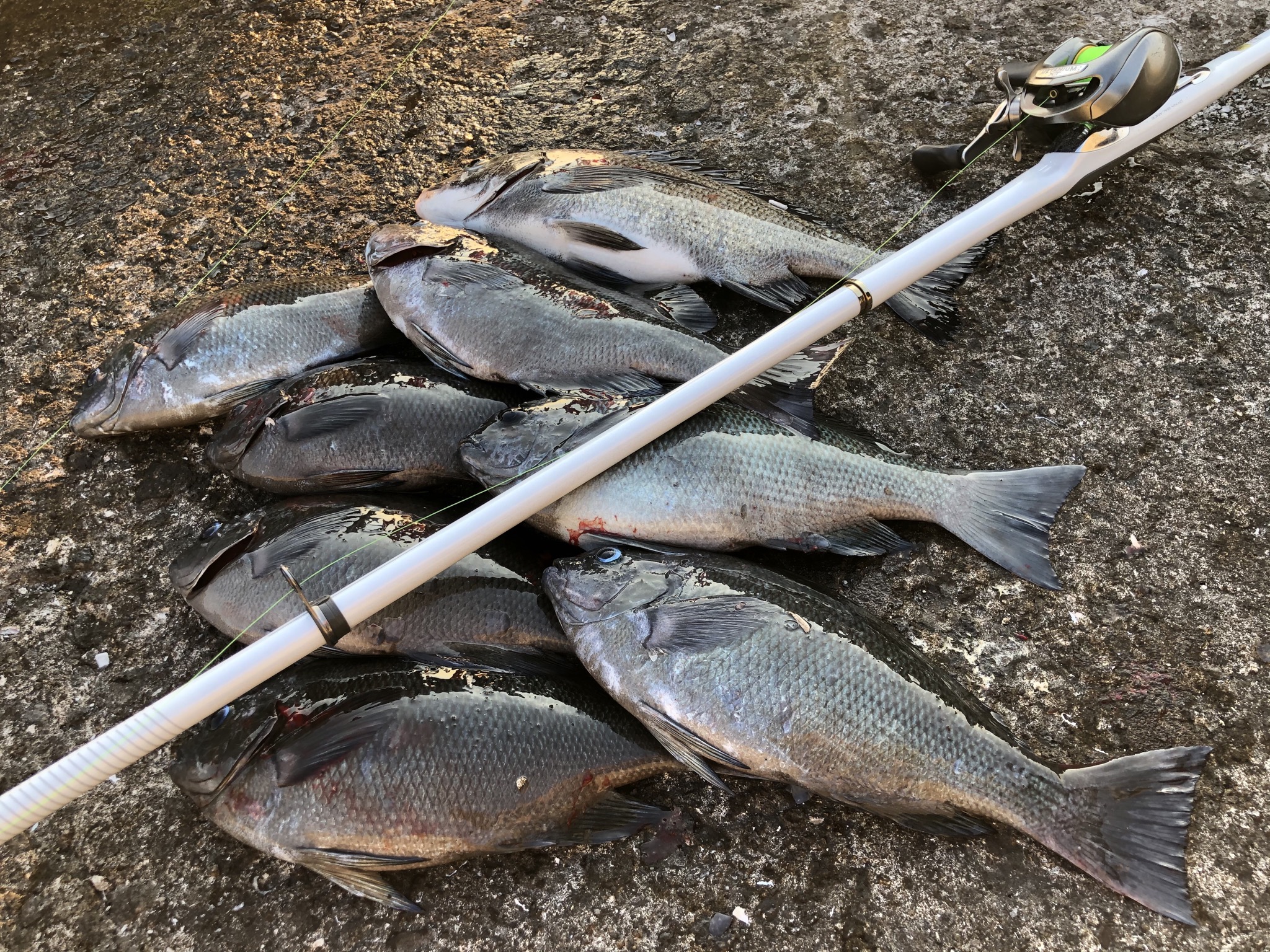 カゴ釣りの秋グレ