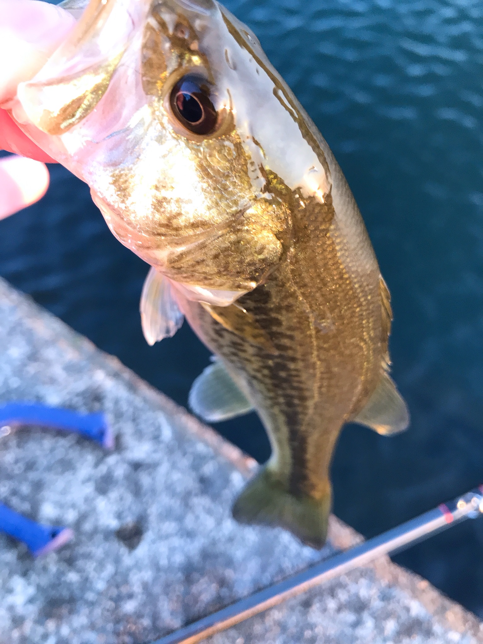 魚が釣れない病