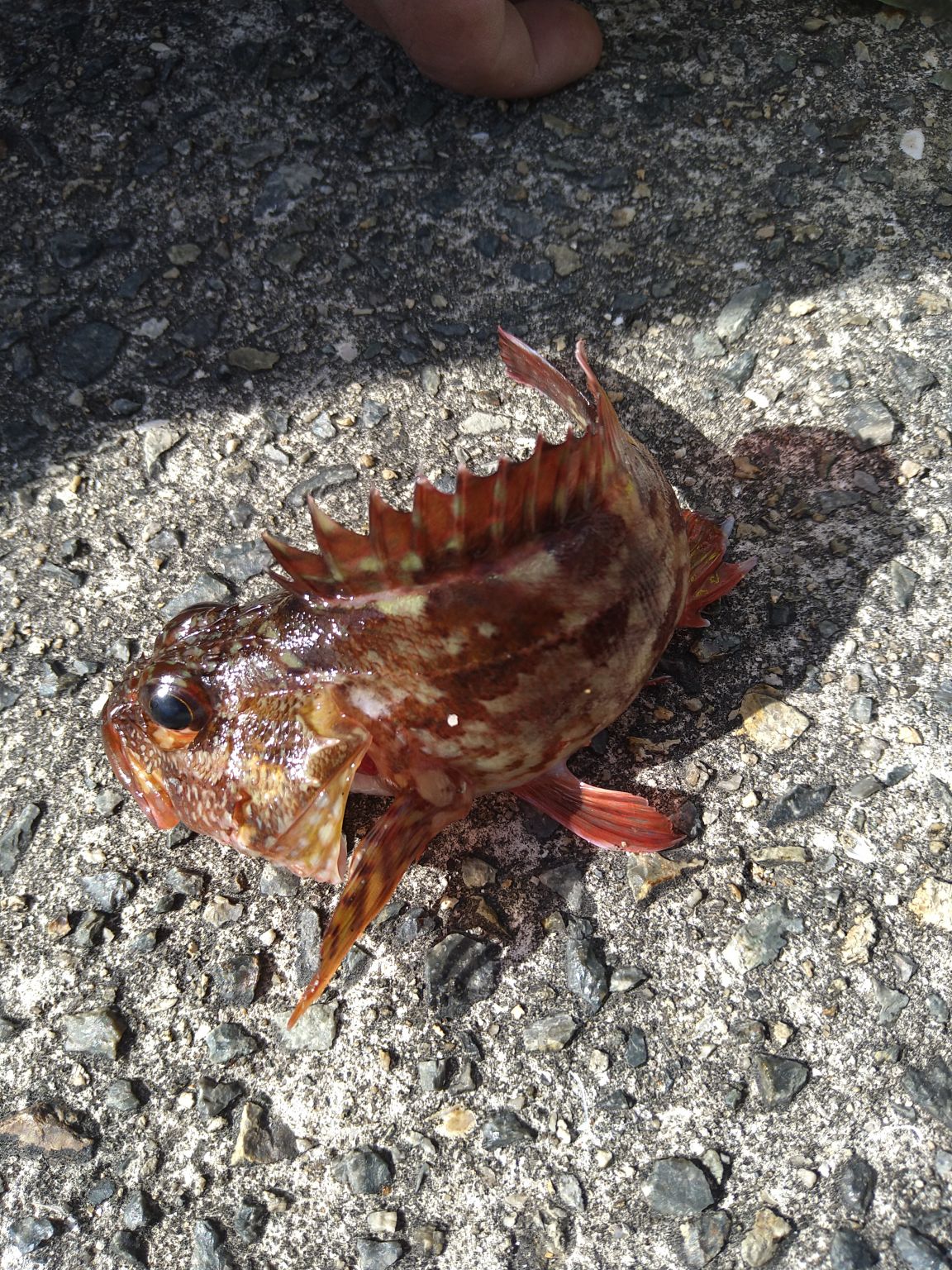 アジュール舞子公園で太刀魚調査とサビキ釣り