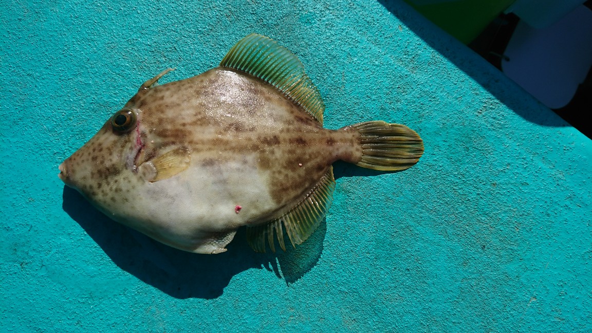 風速14ｍ/ｓ・・・、和歌山船カワハギ