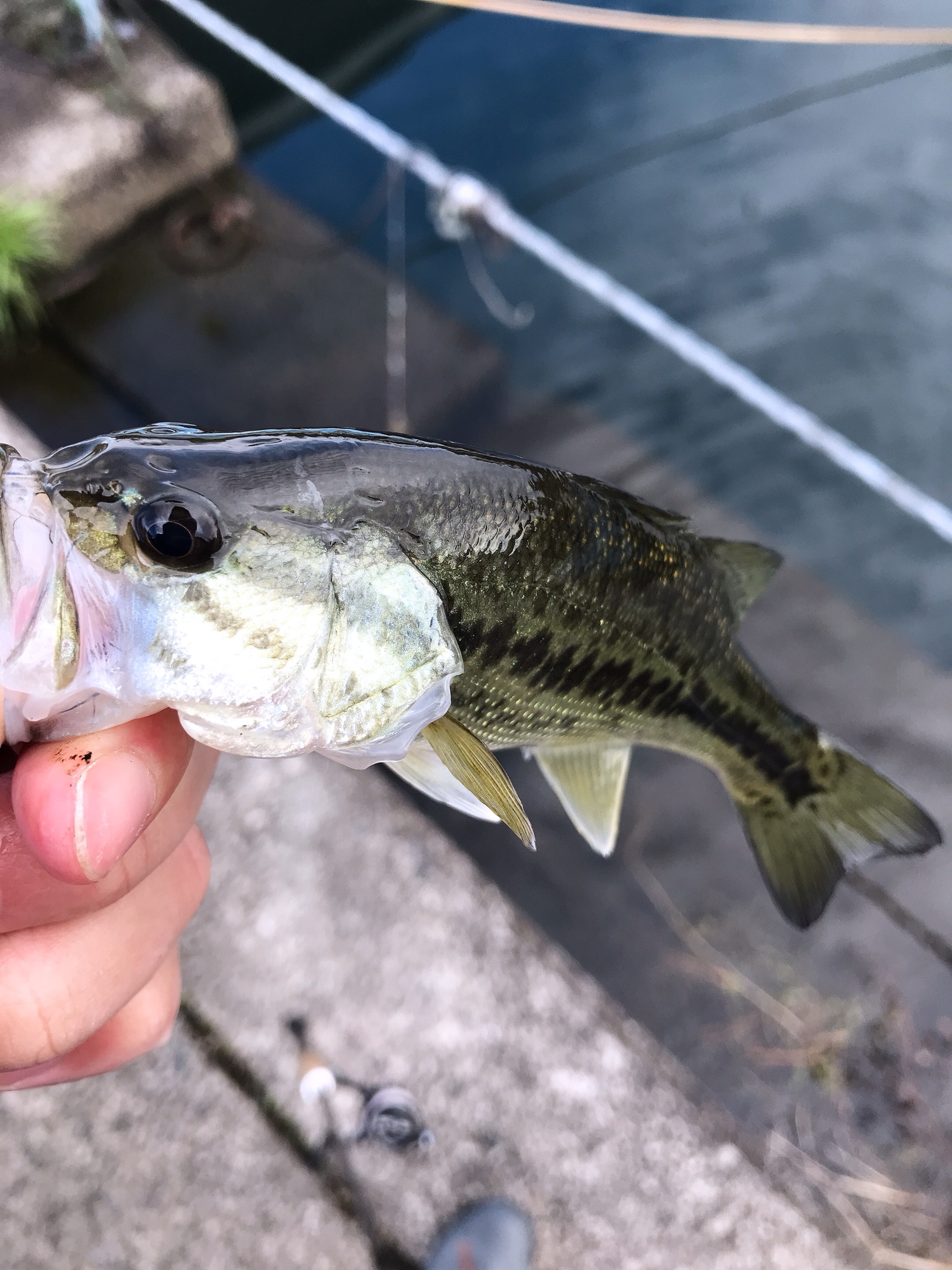 出勤前の琵琶湖