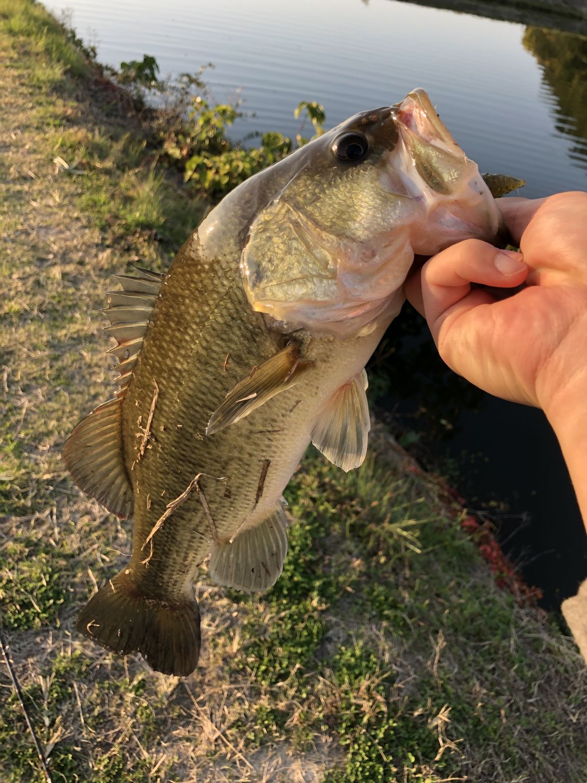 野池バス釣り