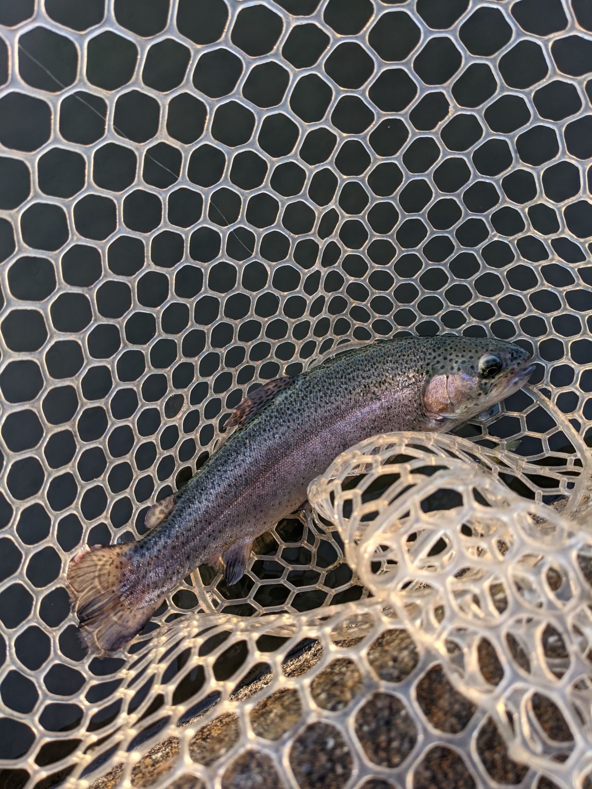 短時間釣行in座間養魚場