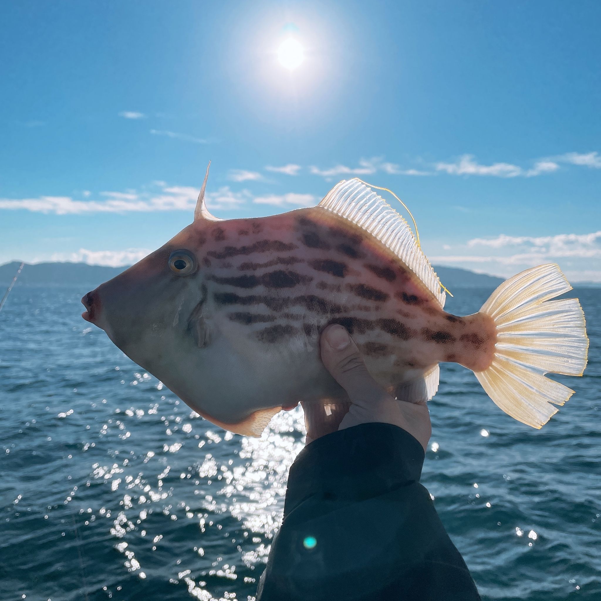 カワハギの沼 またまた沼にハマりました…笑