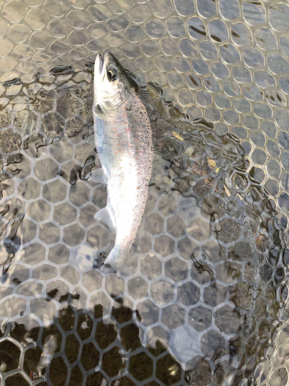 今シーズン初裾野