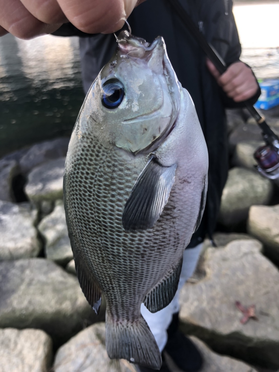 寒波到来！！それでもエビを撒く！！