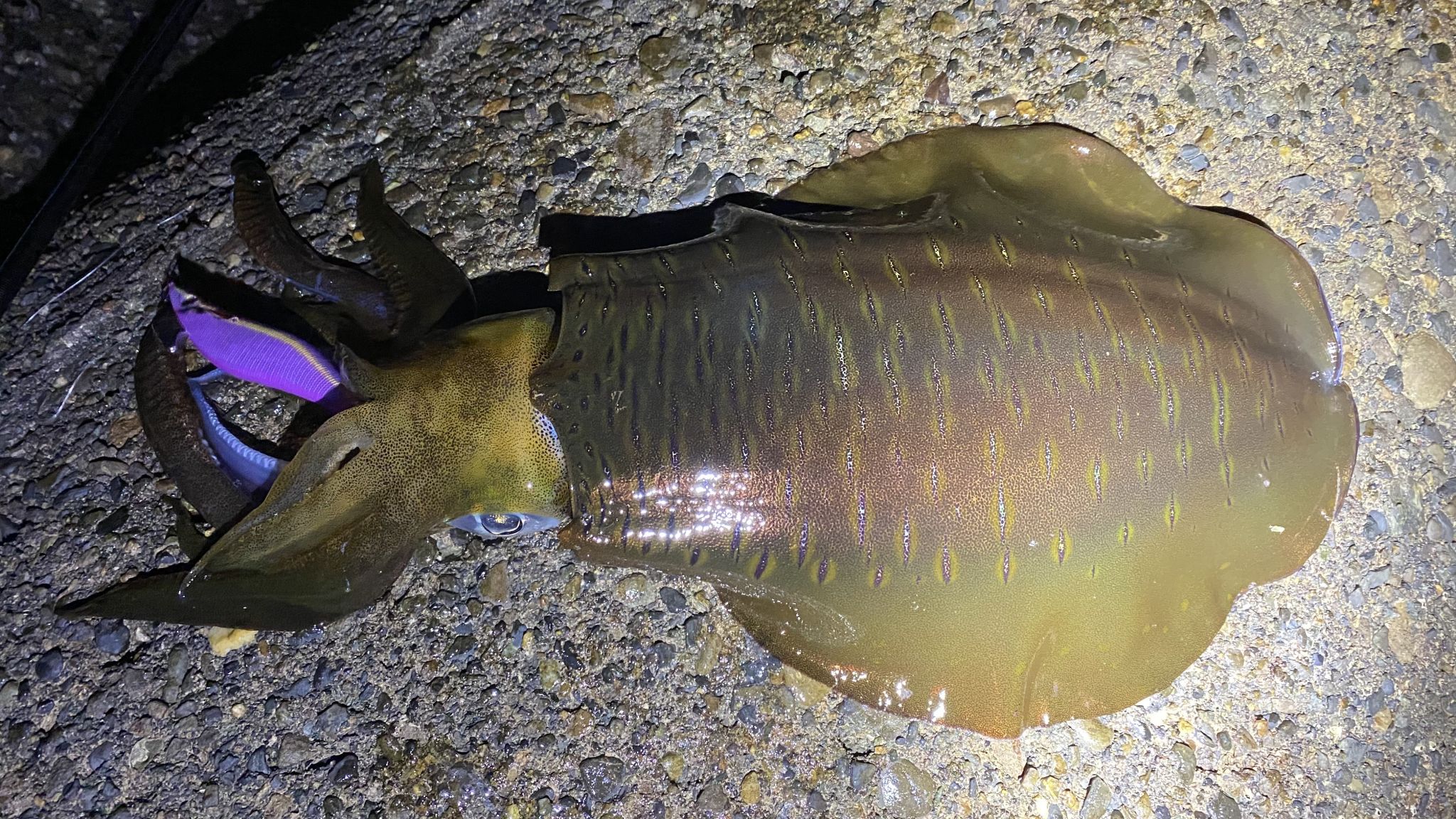 二夜連続　東伊豆エギング