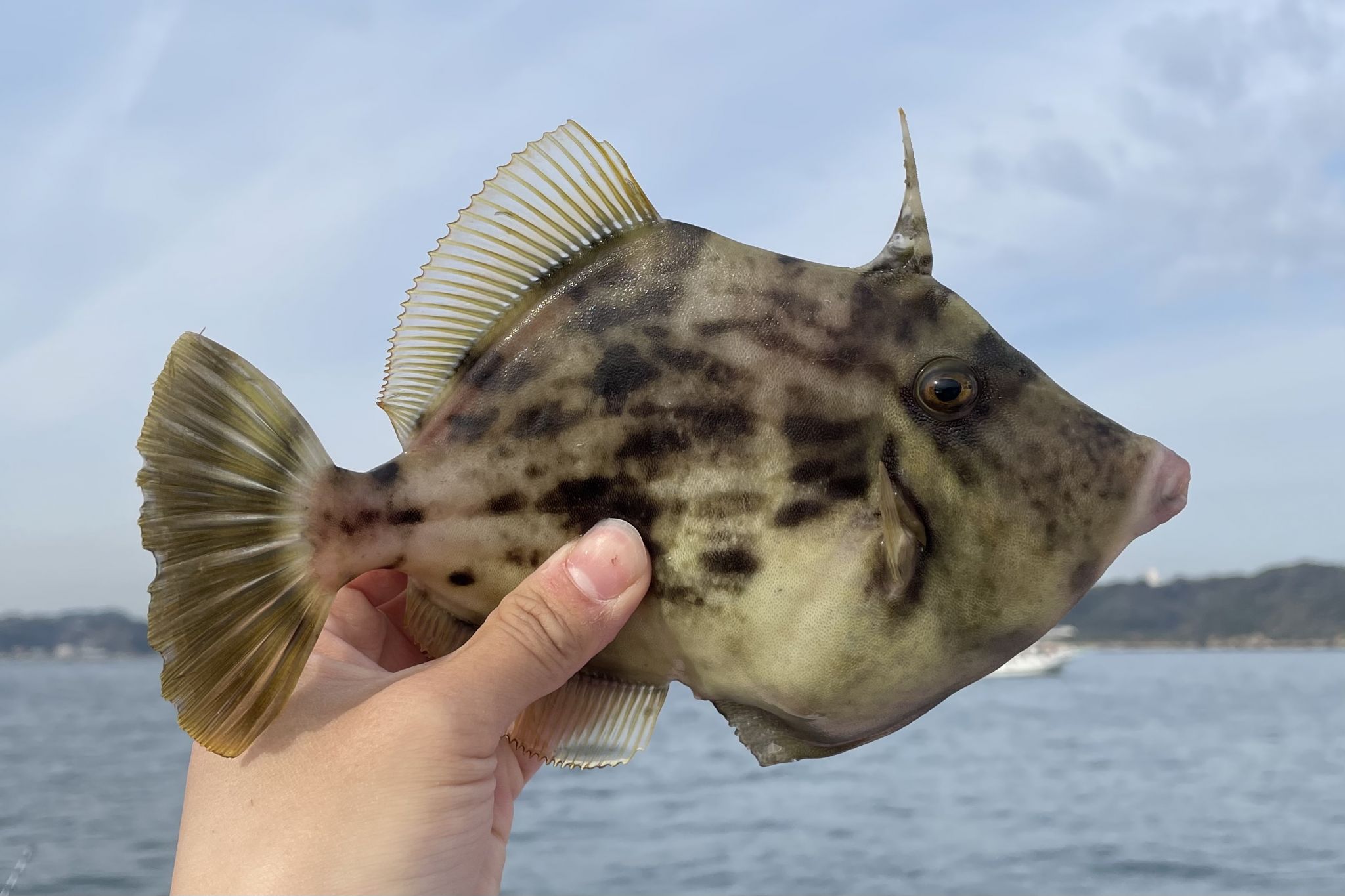 カワハギの沼 釣り納めはやっぱりカワハギで！