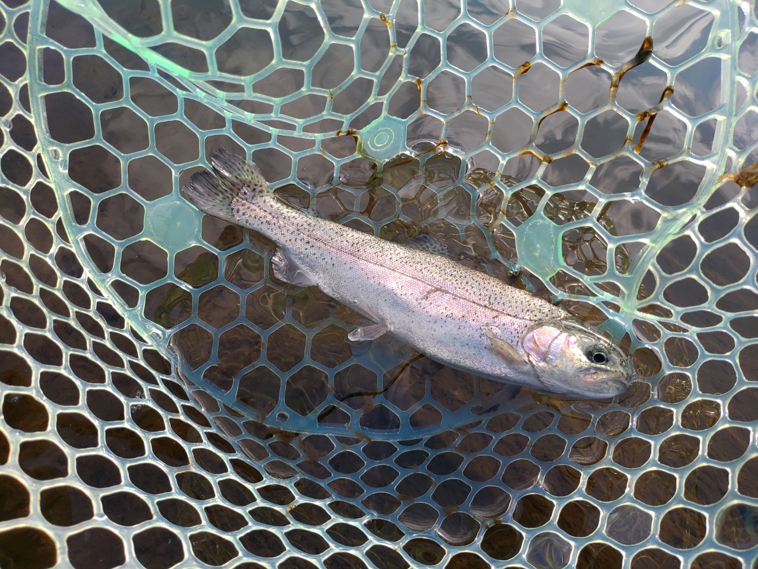 アクアヘブンでトラウト釣行