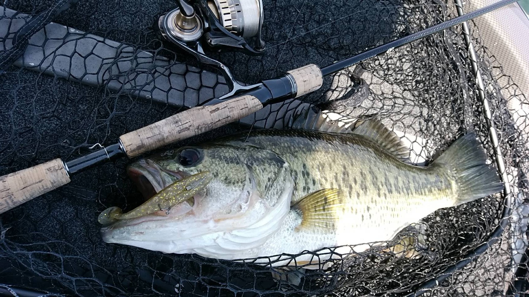 急遽琵琶湖ガイドへ☆ 三宅ガイド午前便！！