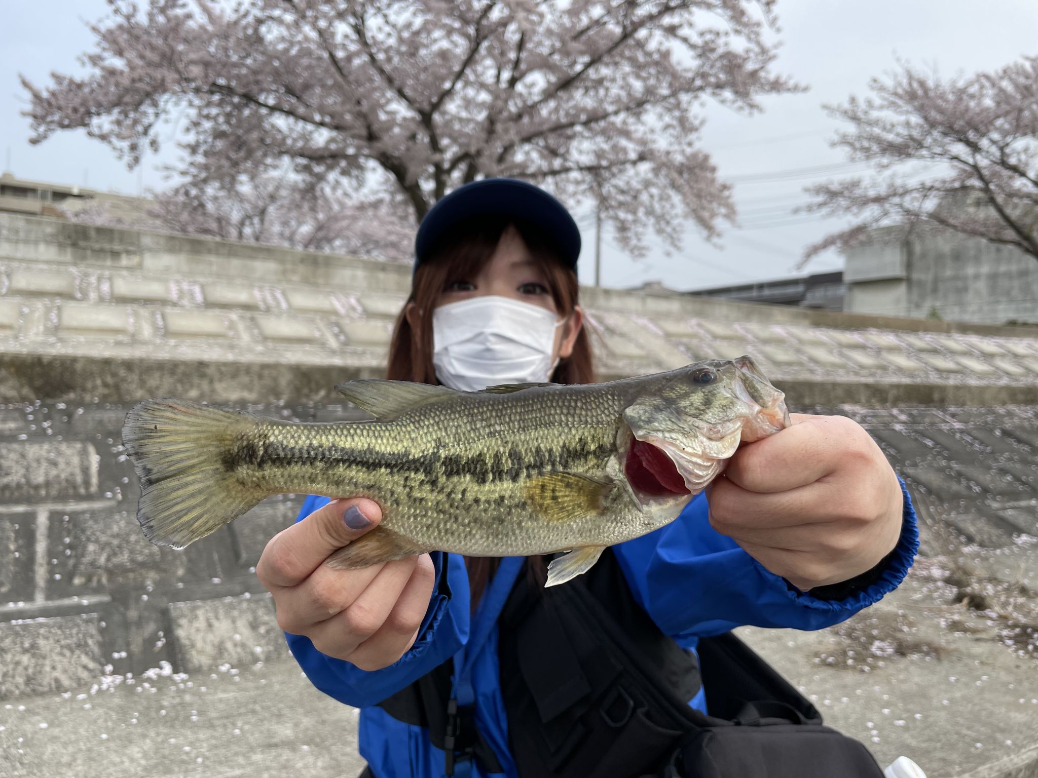 桜花爛漫?