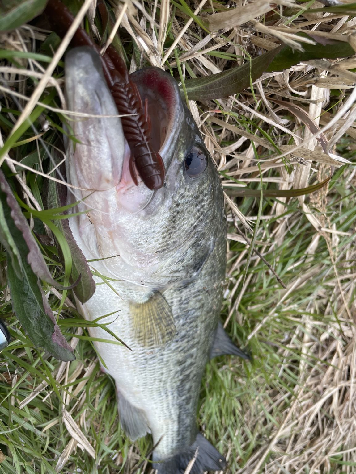 またまた淡路でバス釣りです。