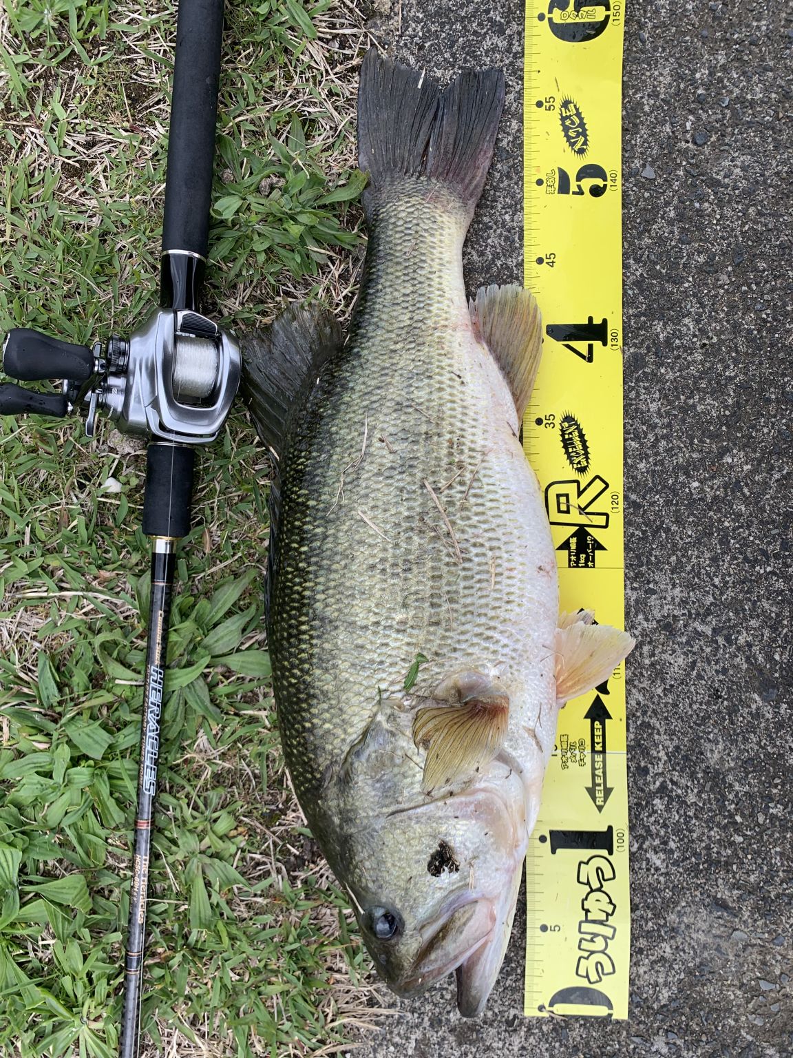 3日続けてバス釣り釣行‼️バラしたスーパービッグフィッシュを求めて‼️