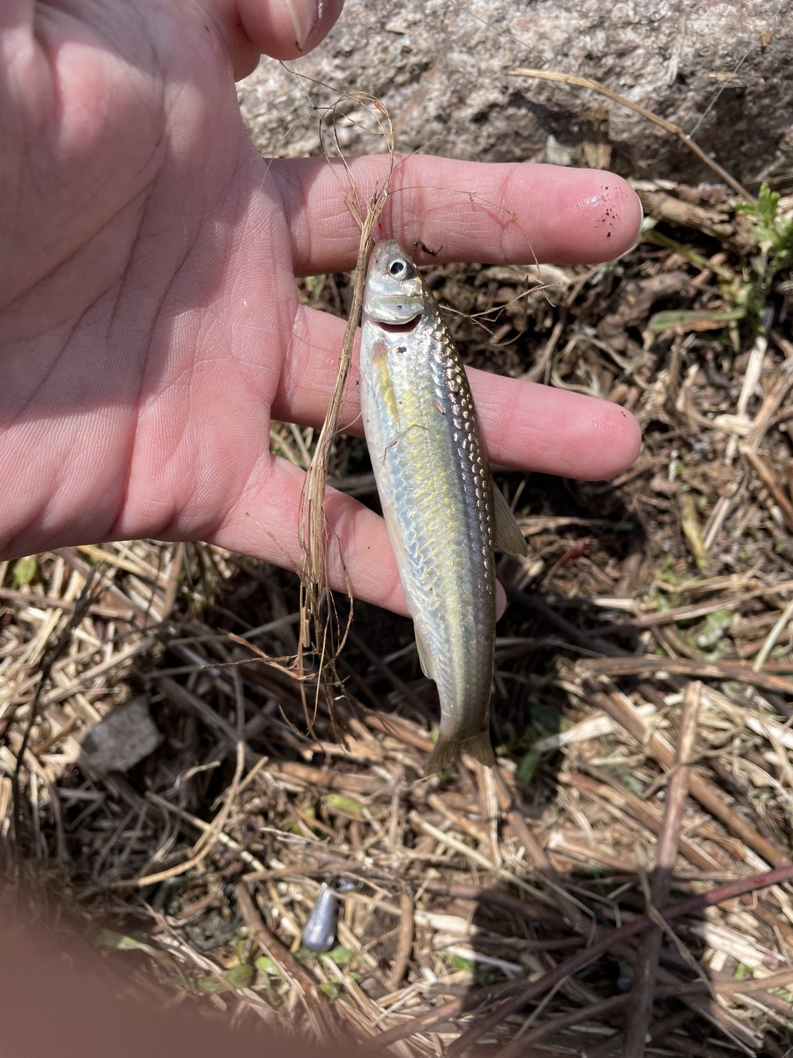 琵琶湖のホンモロコ釣り！