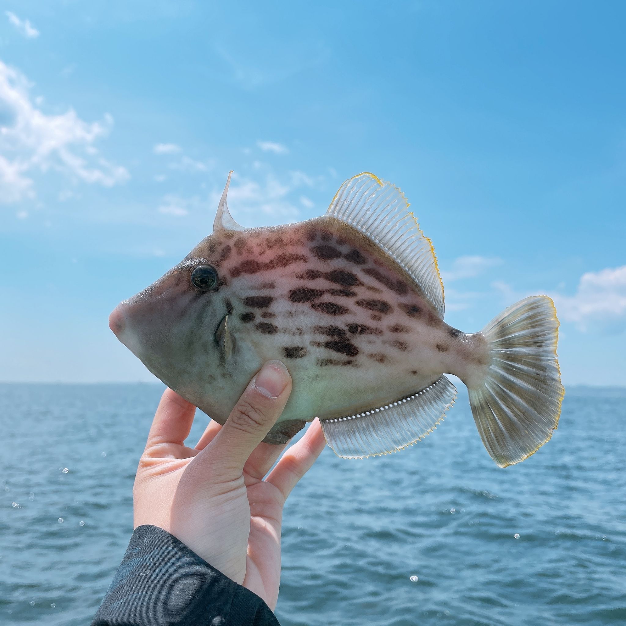 カワハギの沼 そしてここからが本番．