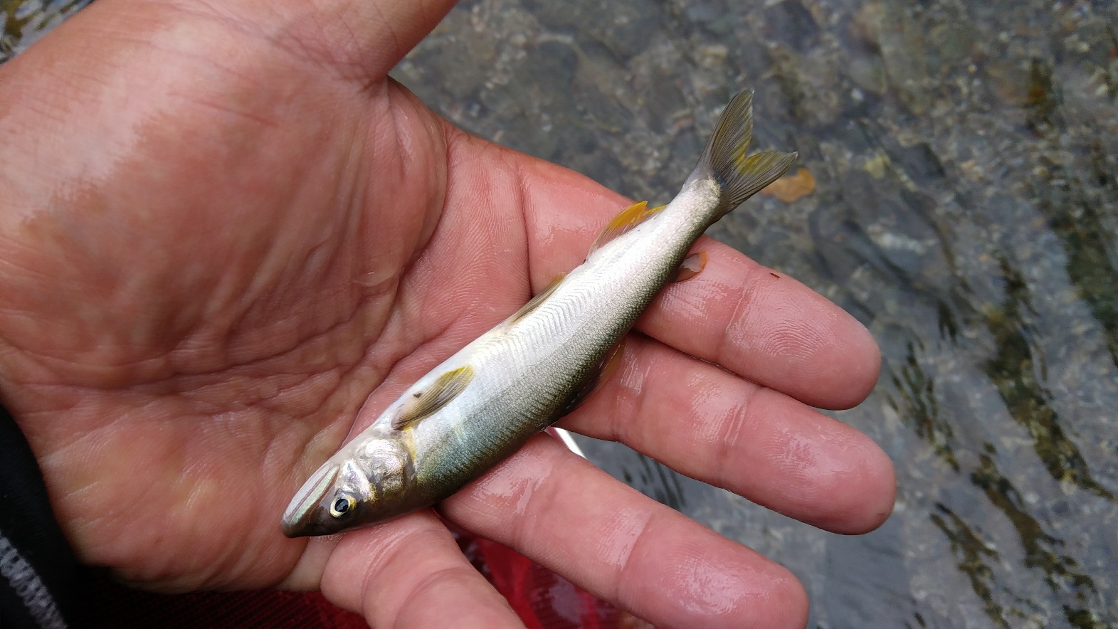 道志川の鮎釣り　解禁から1週間だけど・・・