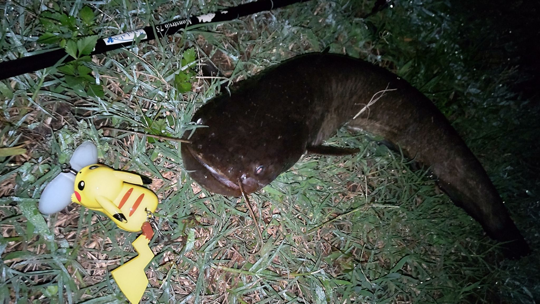 癒やしのナマズ釣り