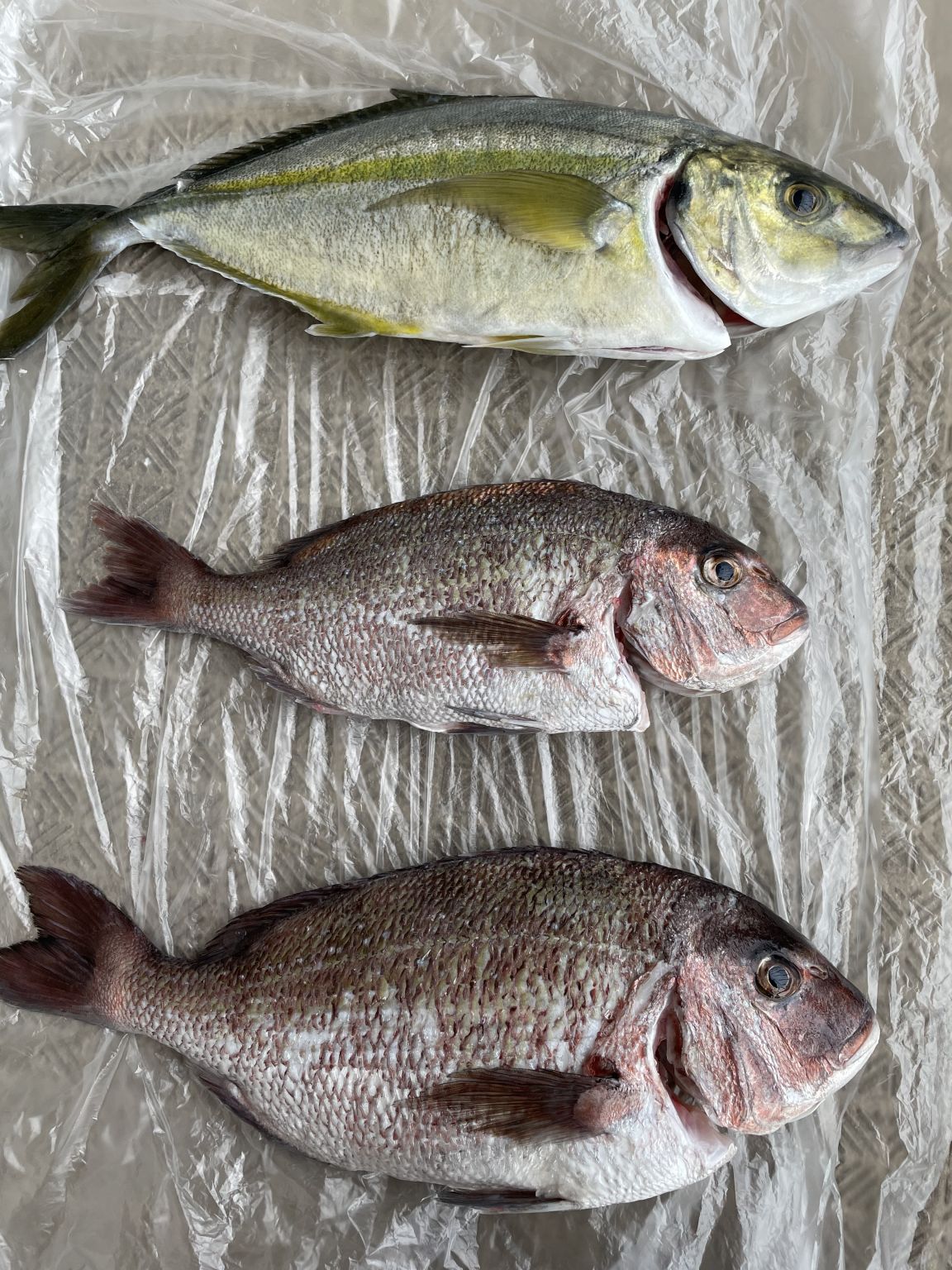 はじめての海上釣堀