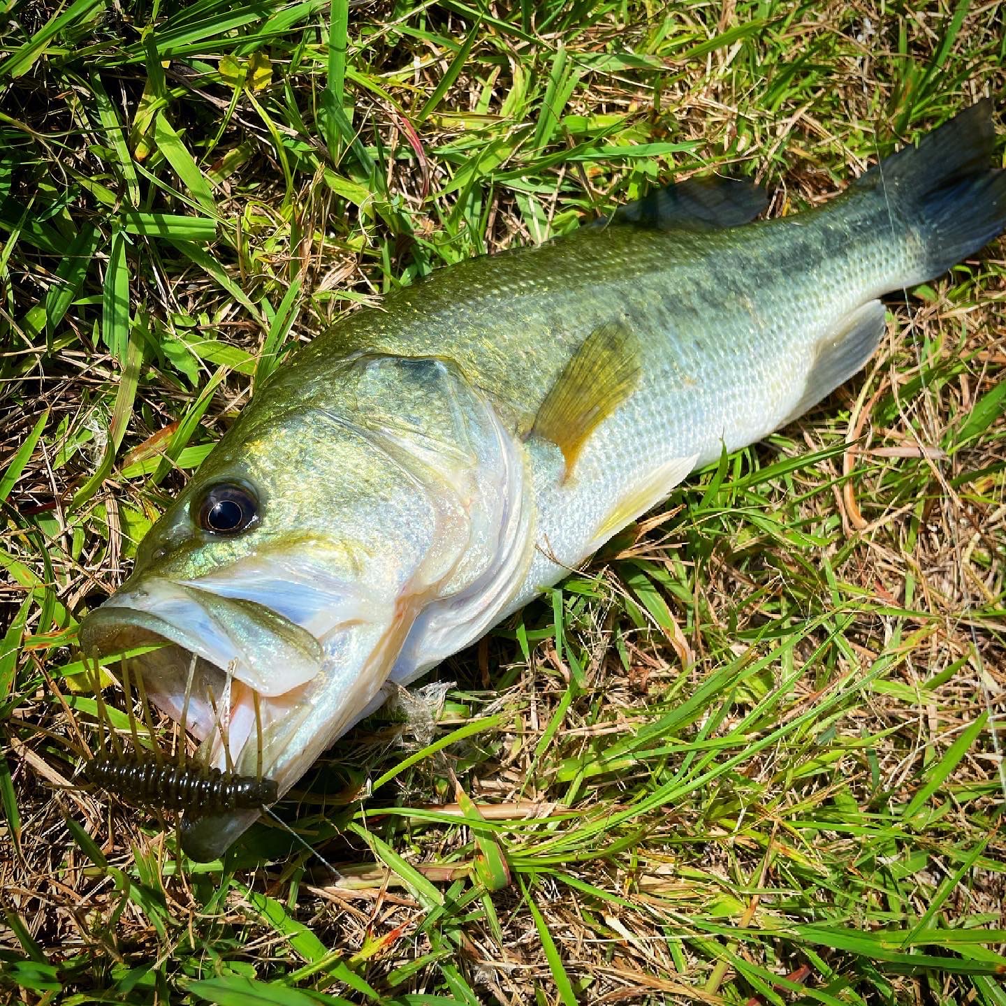 お昼から淡路でバス釣り