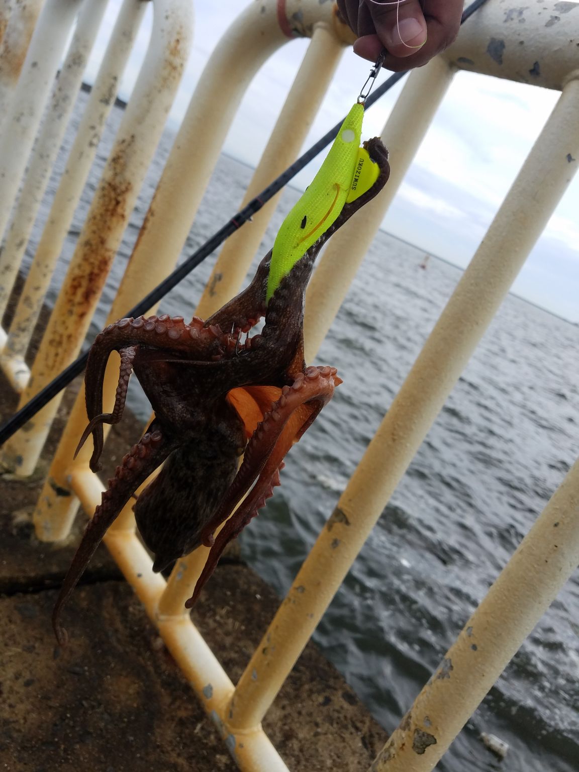 南港魚つり園さんで波止タコ