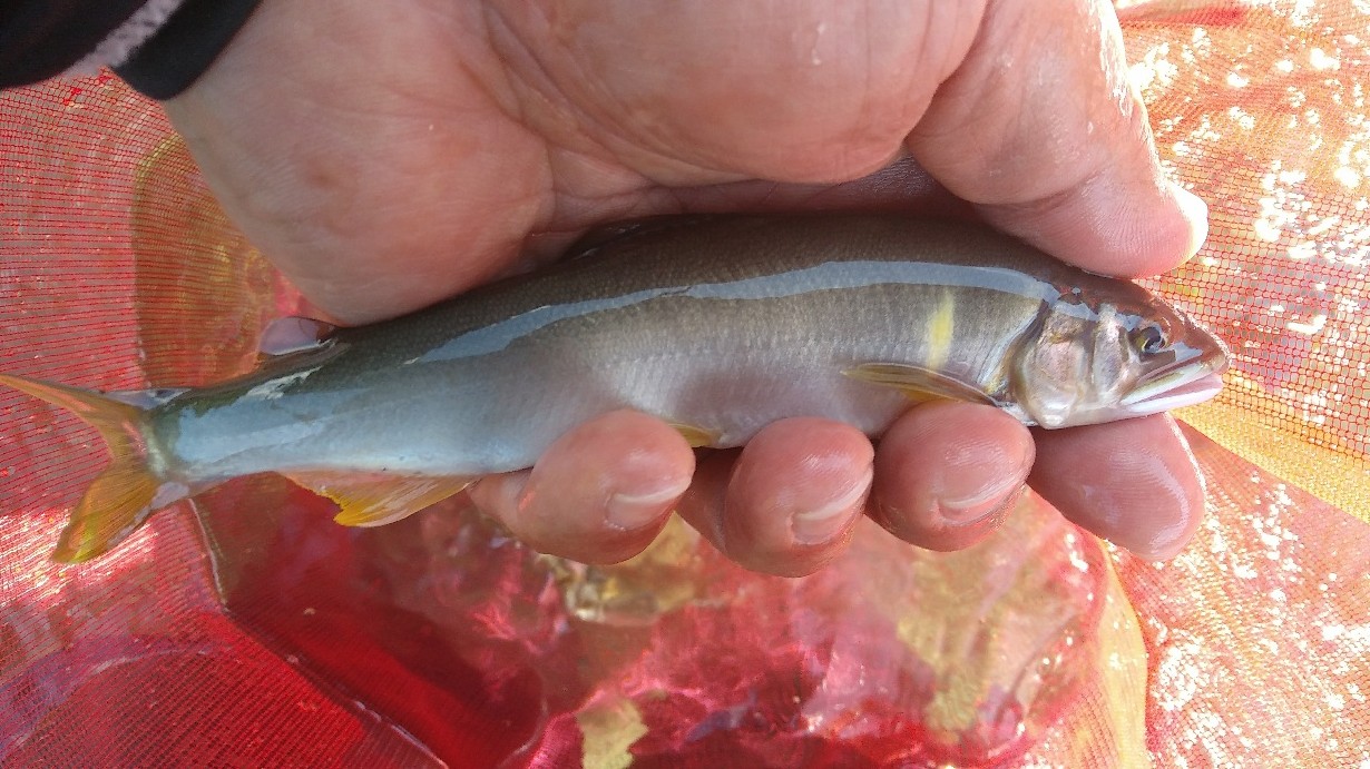 桂川「鳥沢」の鮎釣り