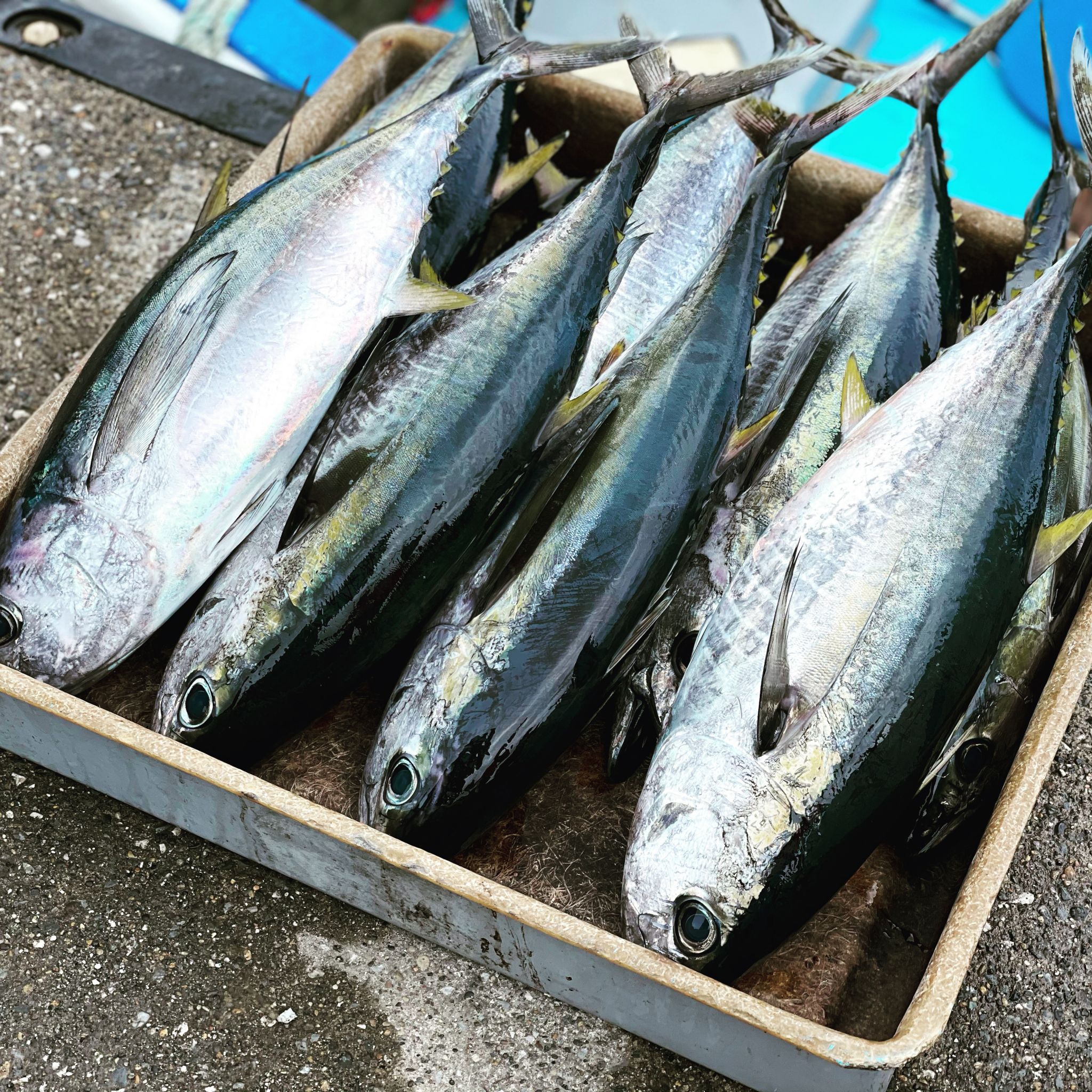 夏の怪物 ライブベイト初参戦！